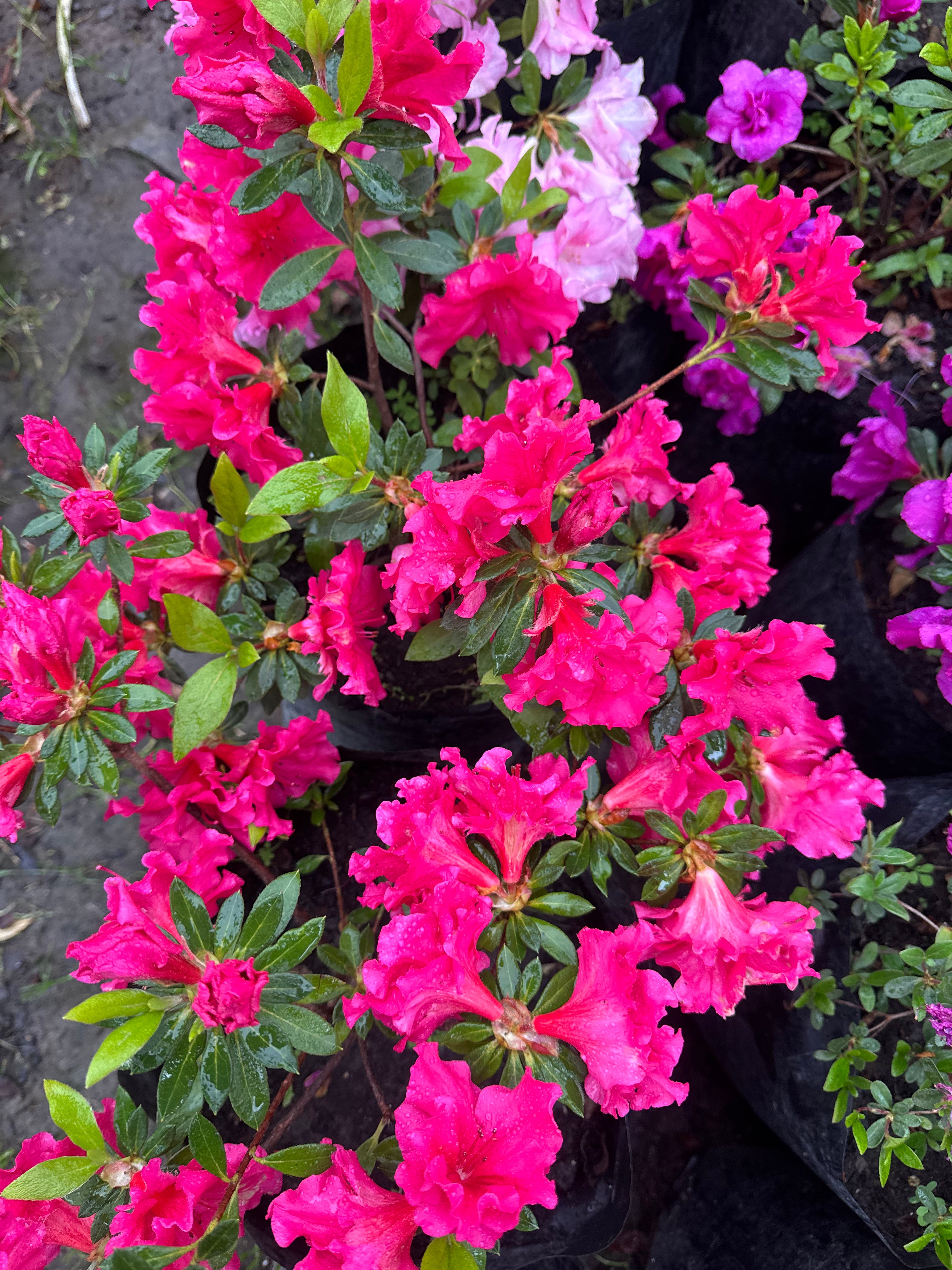 Rhododendron (Azalea)