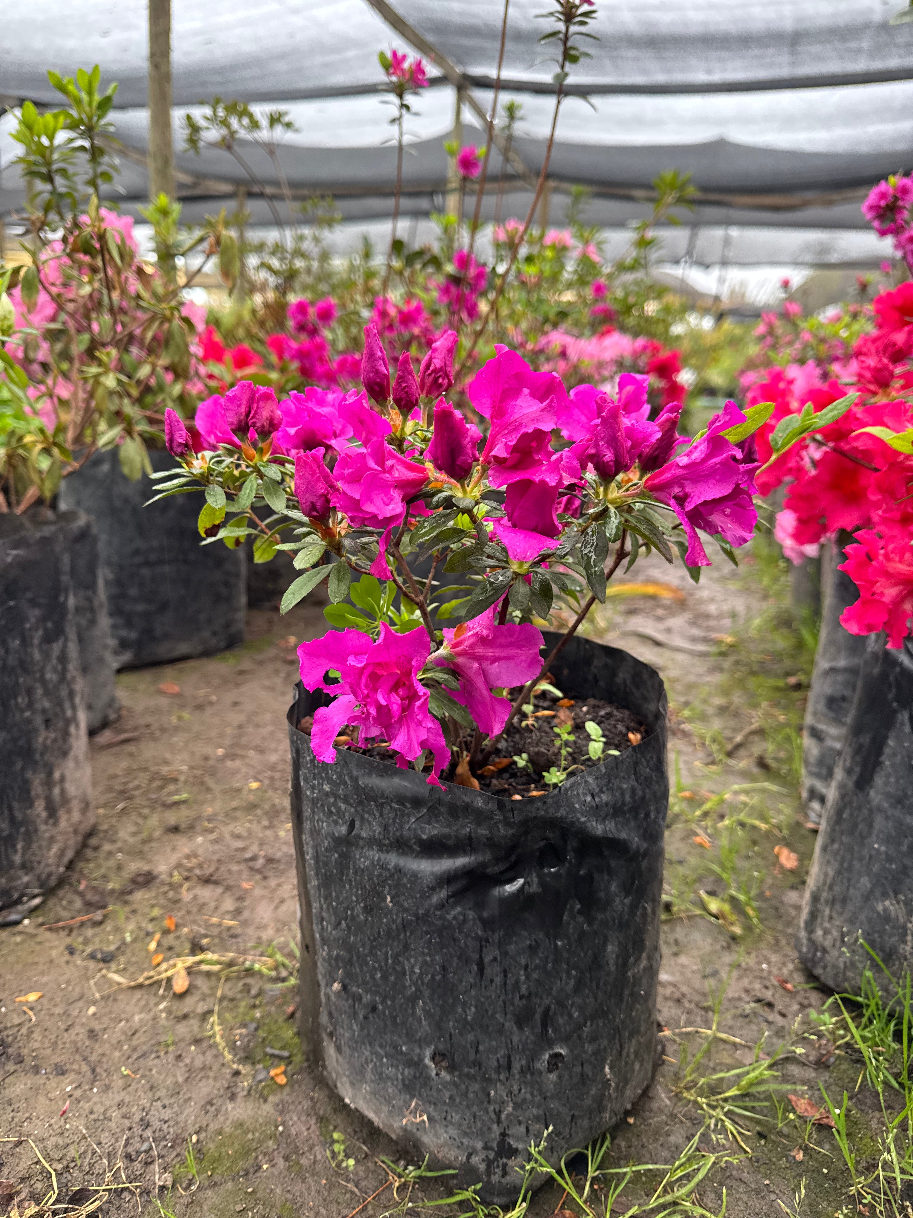 Rhododendron (Azalea)