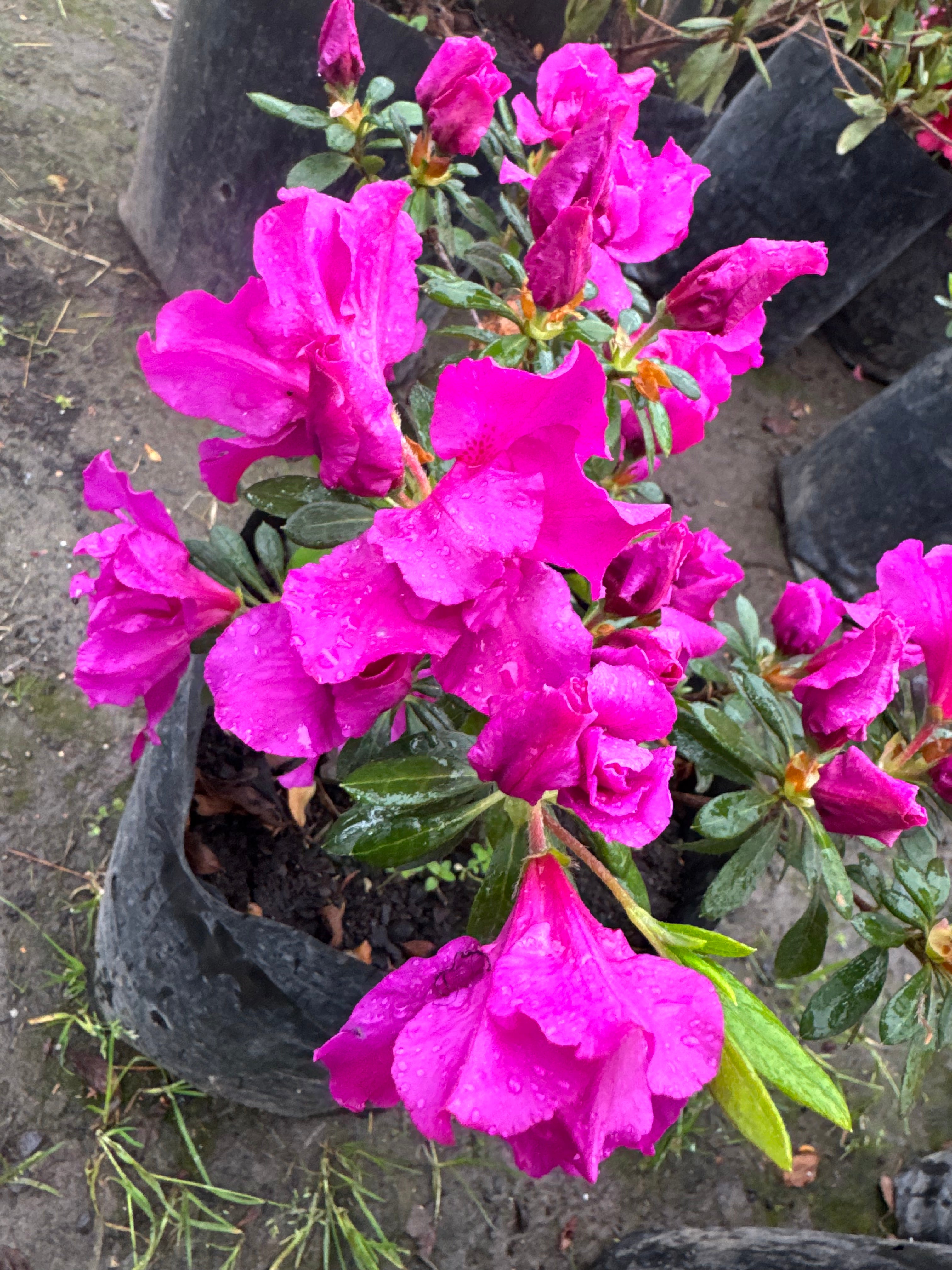 Rhododendron (Azalea)