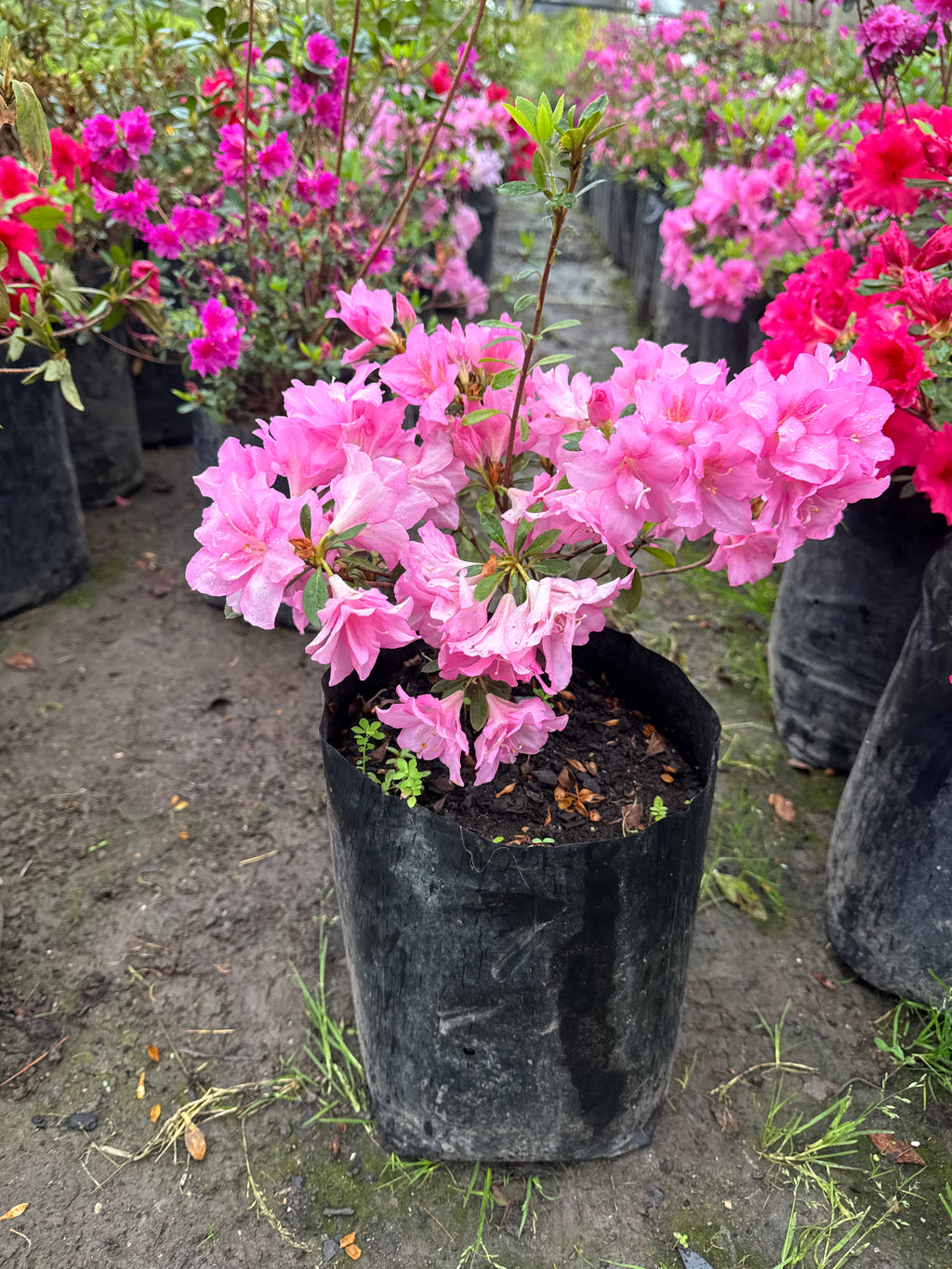 Rhododendron (Azalea)