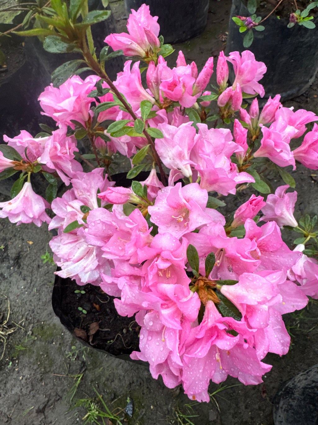 Rhododendron (Azalea)