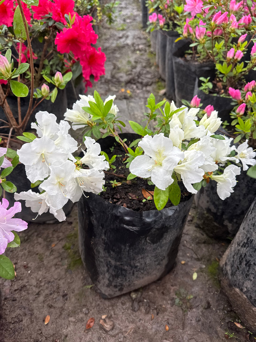 Rhododendron (Azalea)