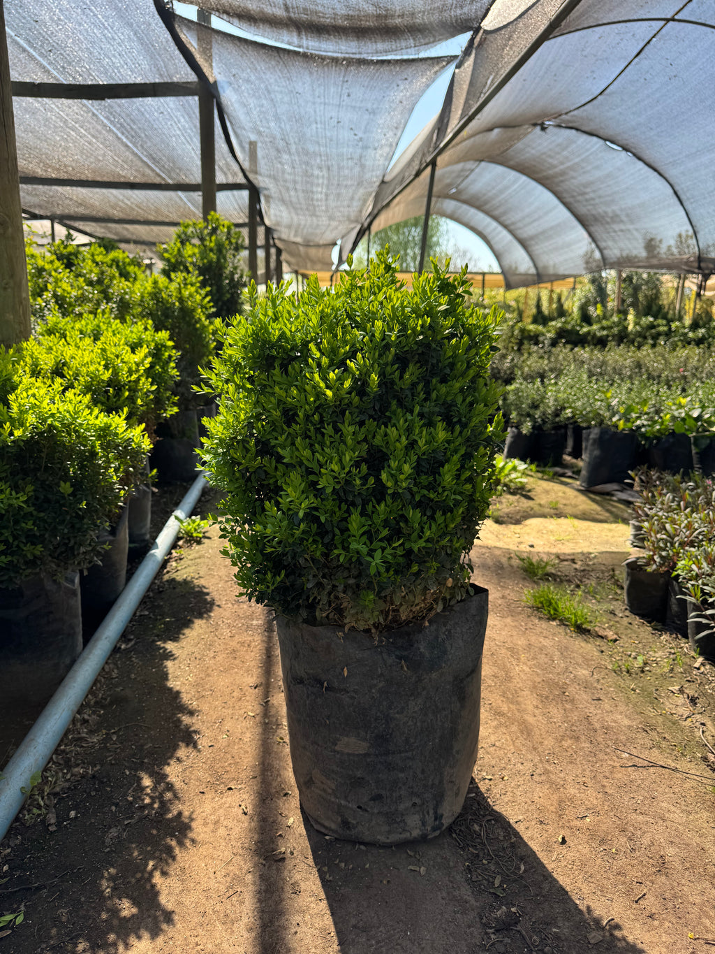 Boj Buxus