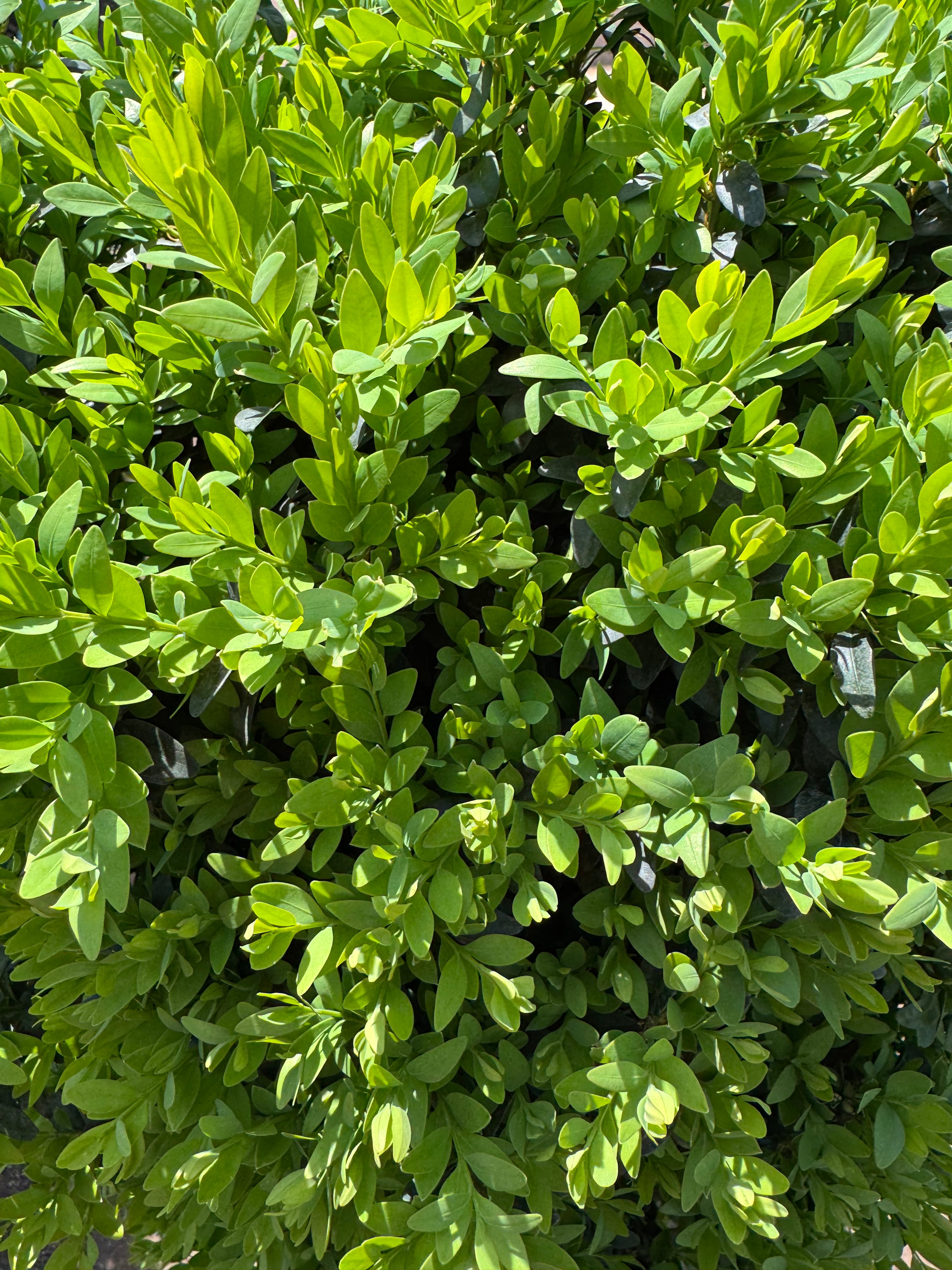 Boj Buxus