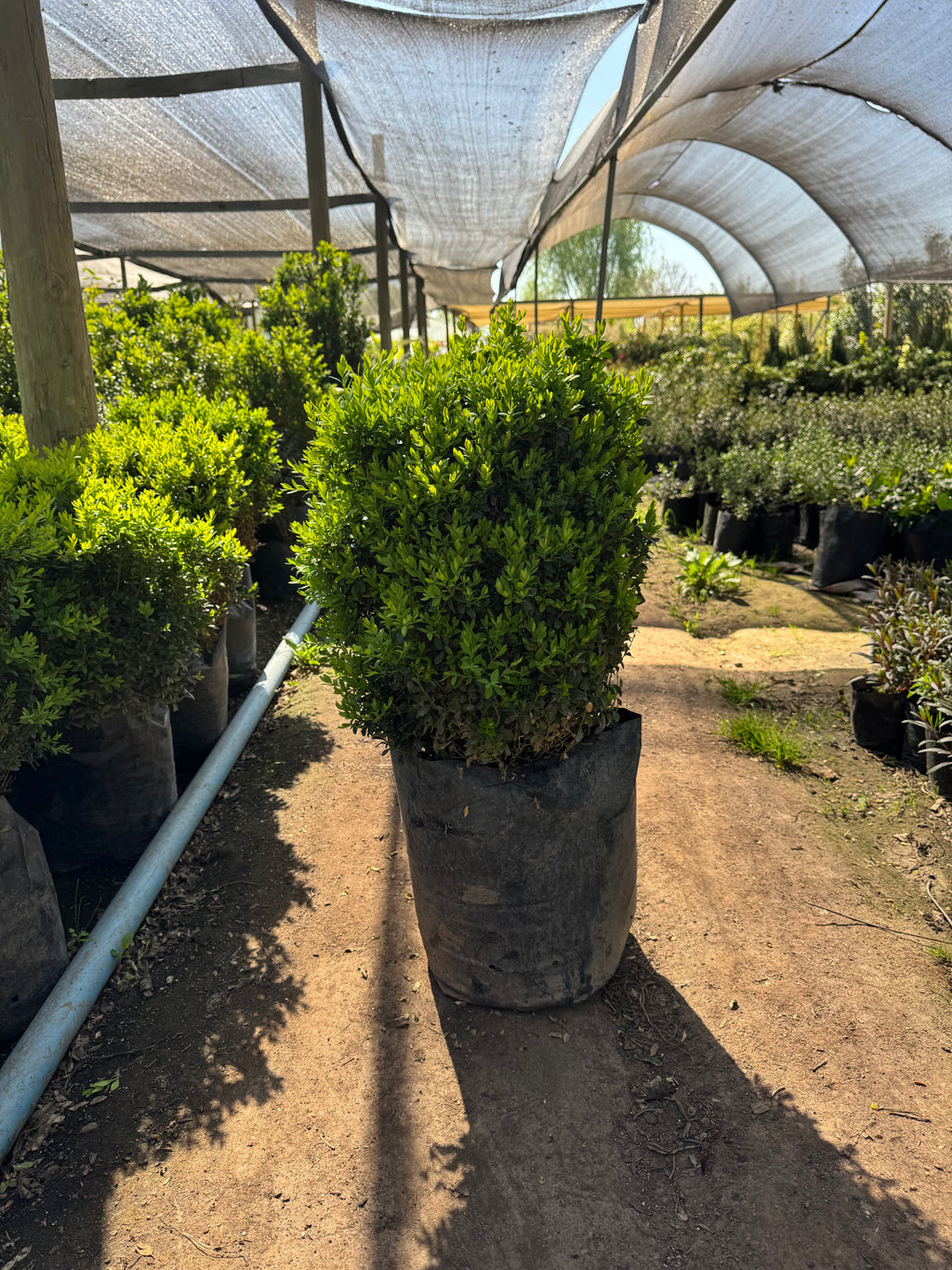 Boj Buxus