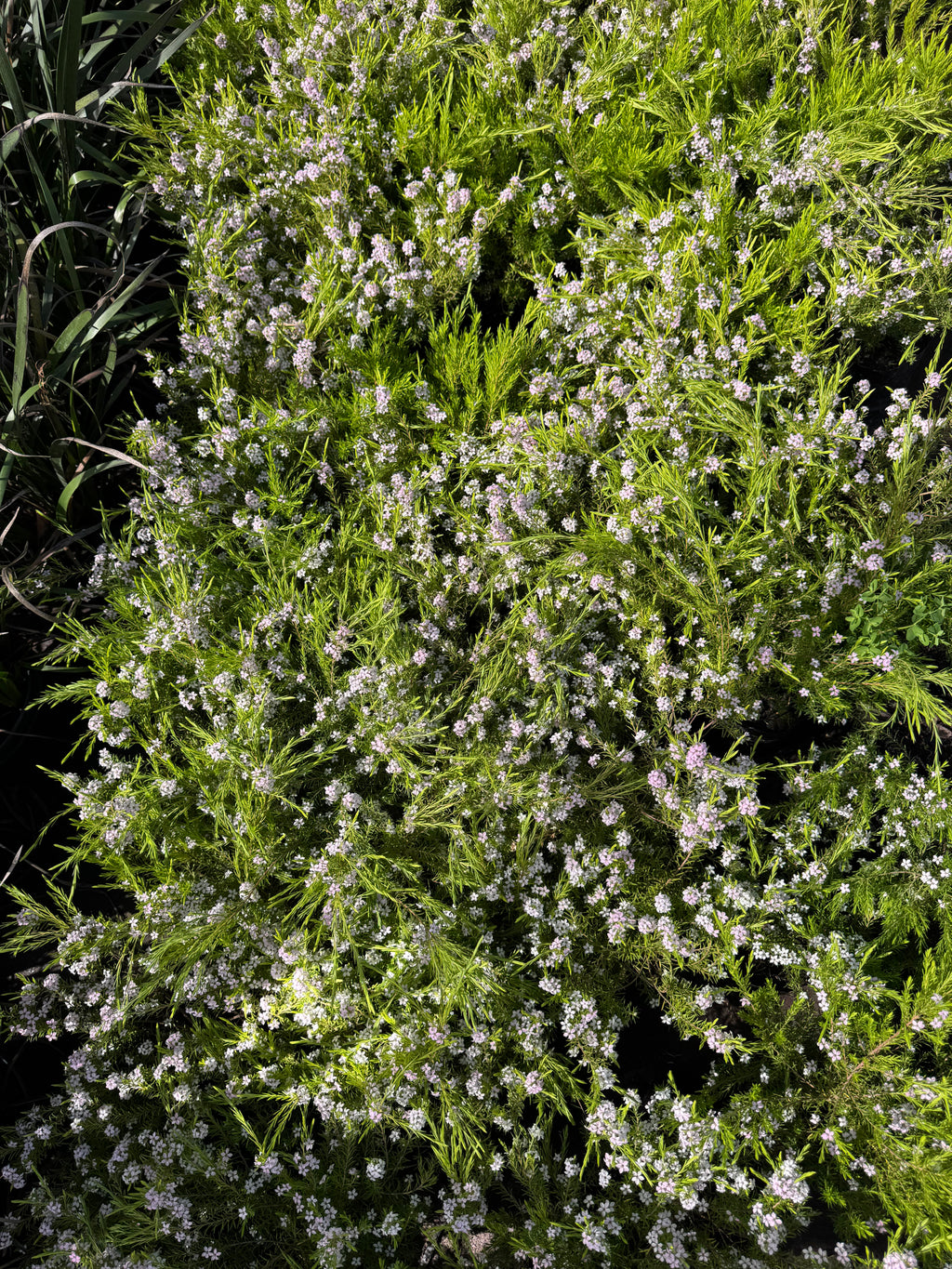 Diosma Ericoides