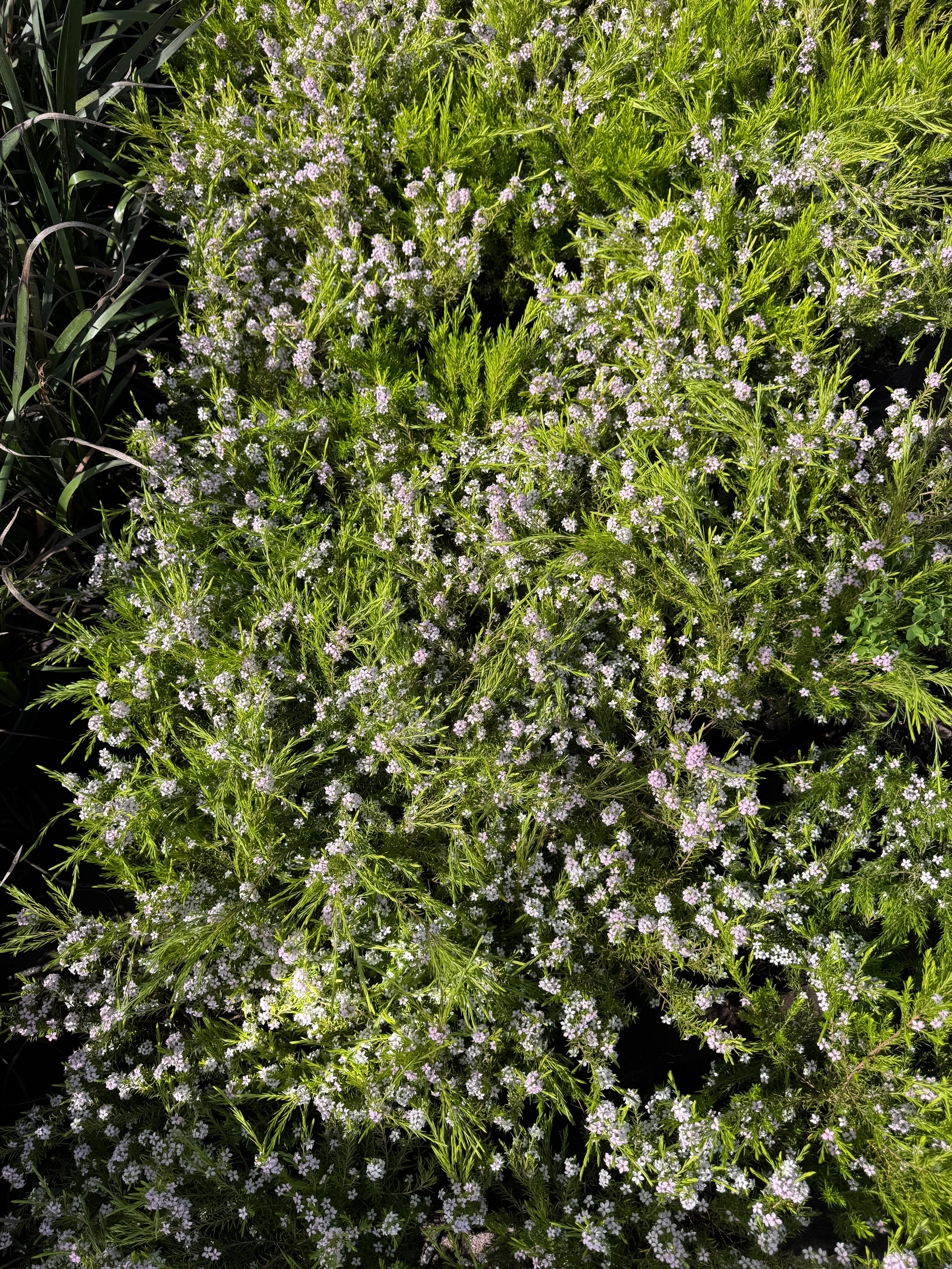 Diosma Ericoides
