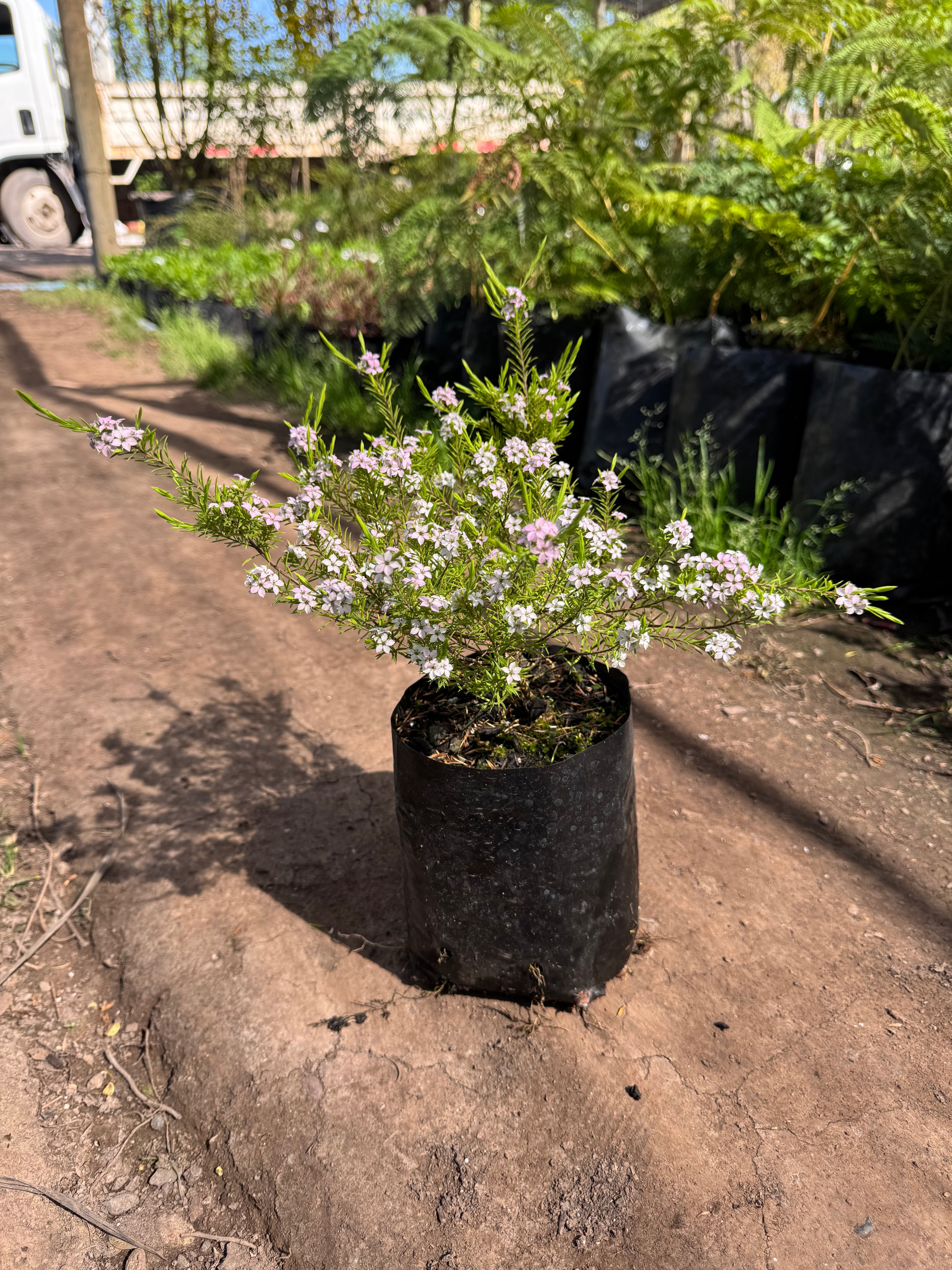 Diosma Ericoides
