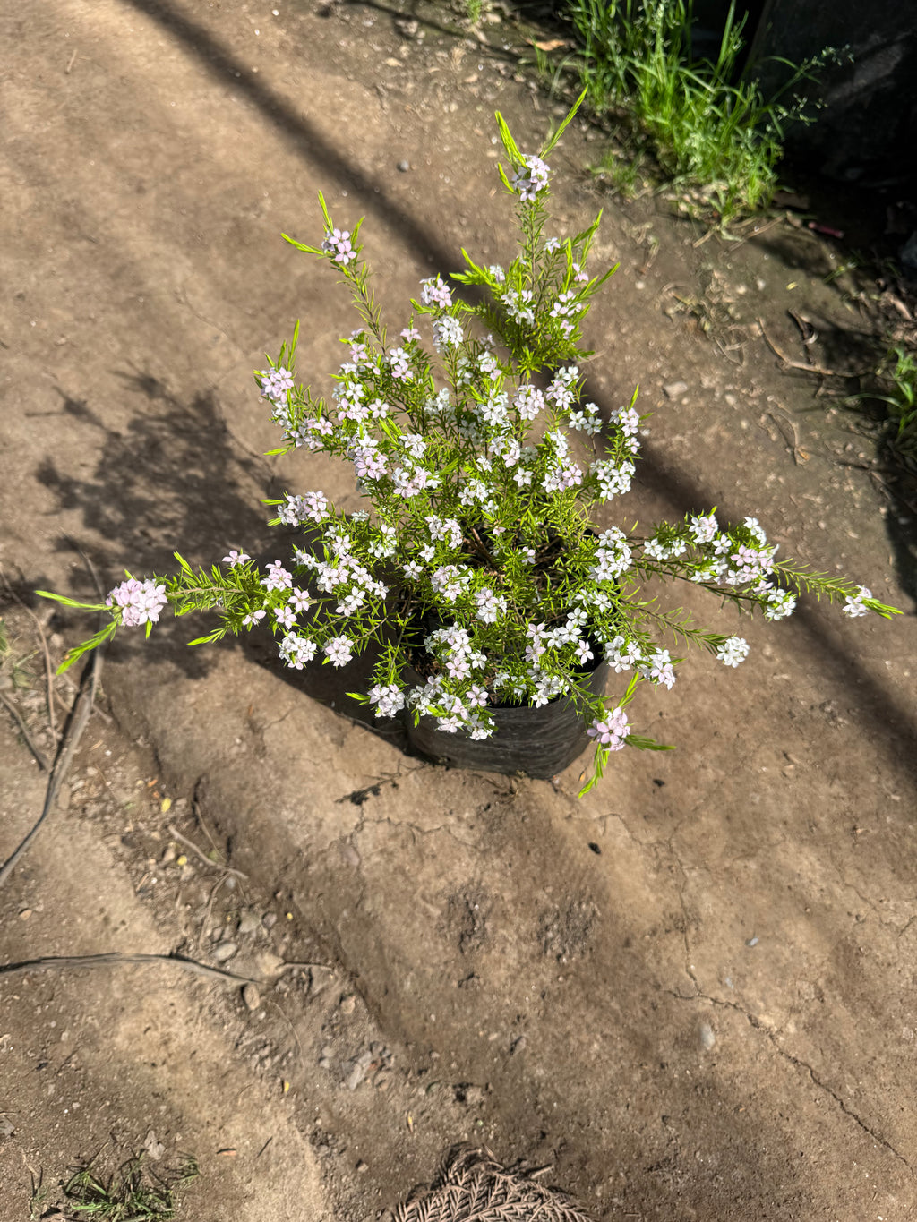 Diosma Ericoides