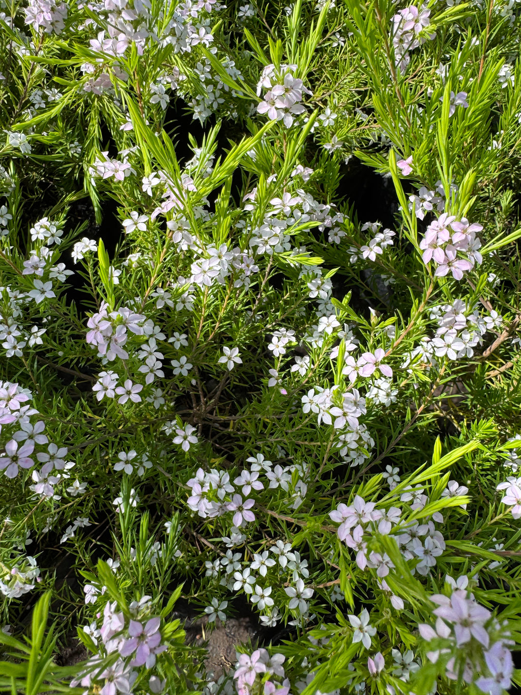 Diosma Ericoides