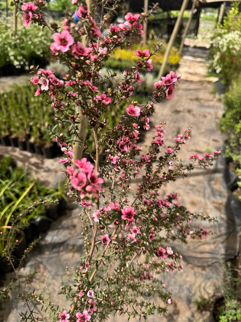 Leptospermum