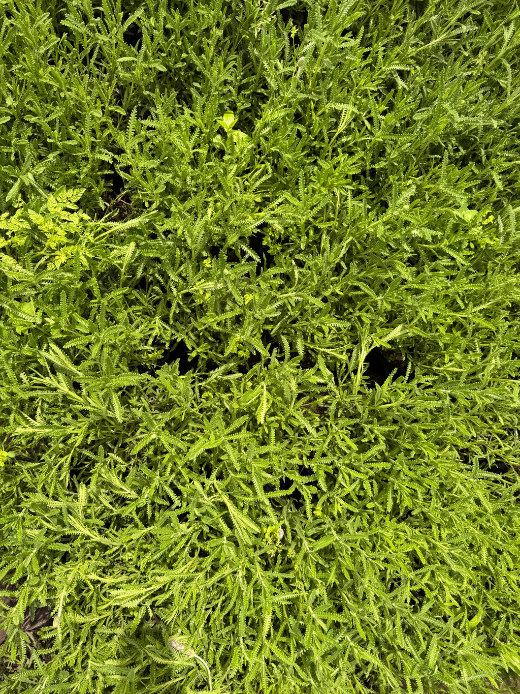 Lavanda dentata (Francesa)