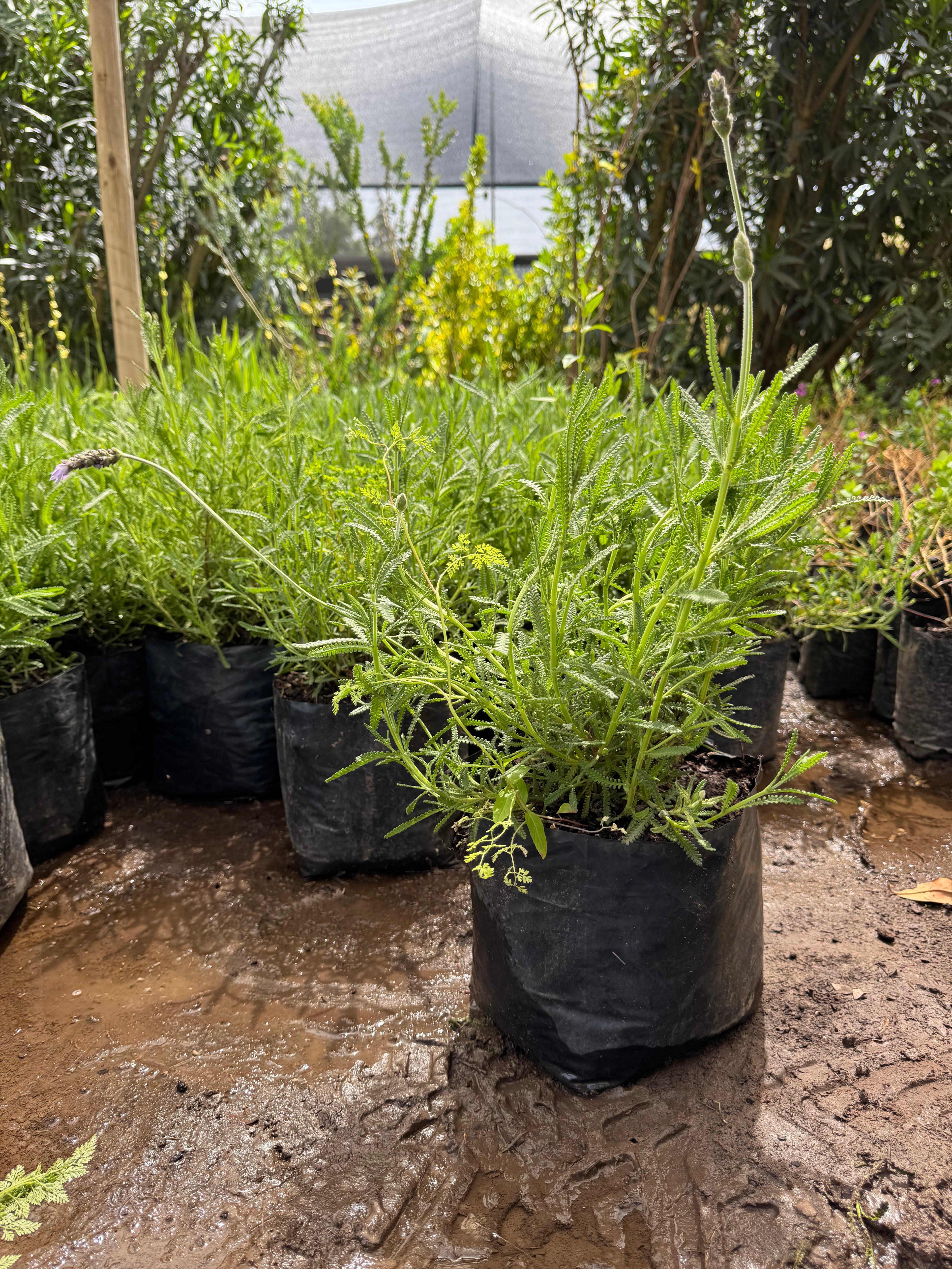 Lavanda dentata (Francesa)
