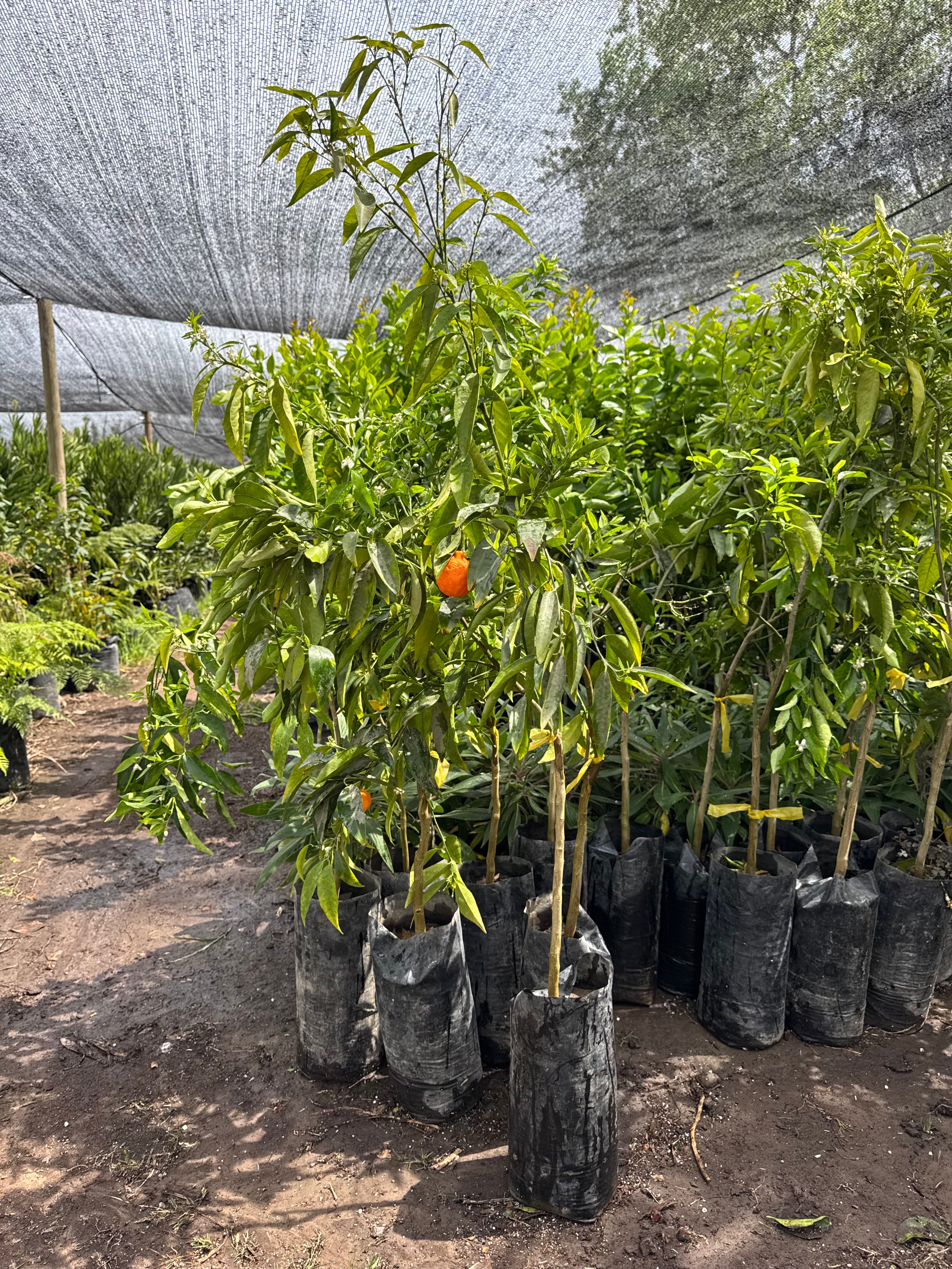 Mandarino Clementina