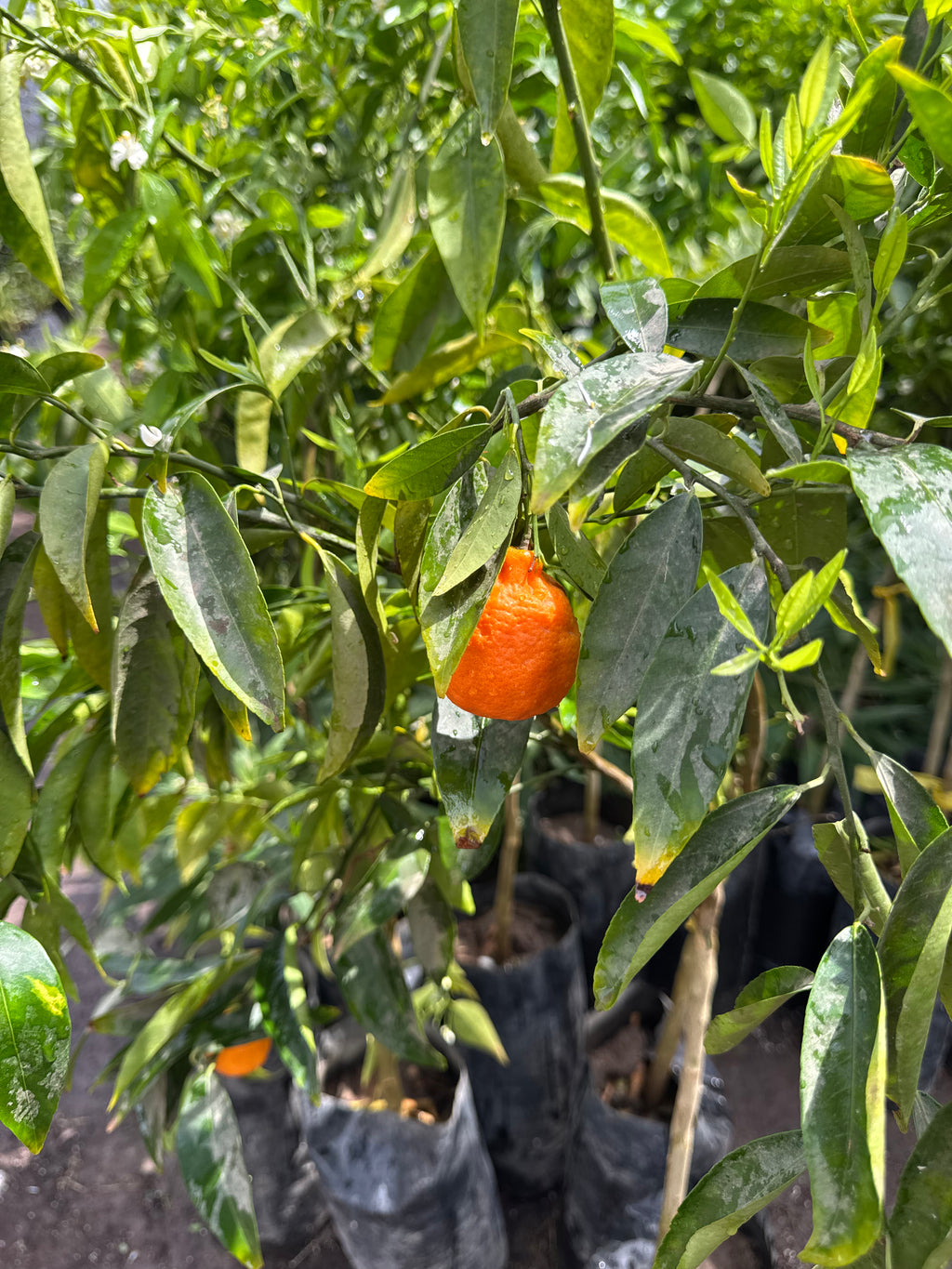 Mandarino Clementina