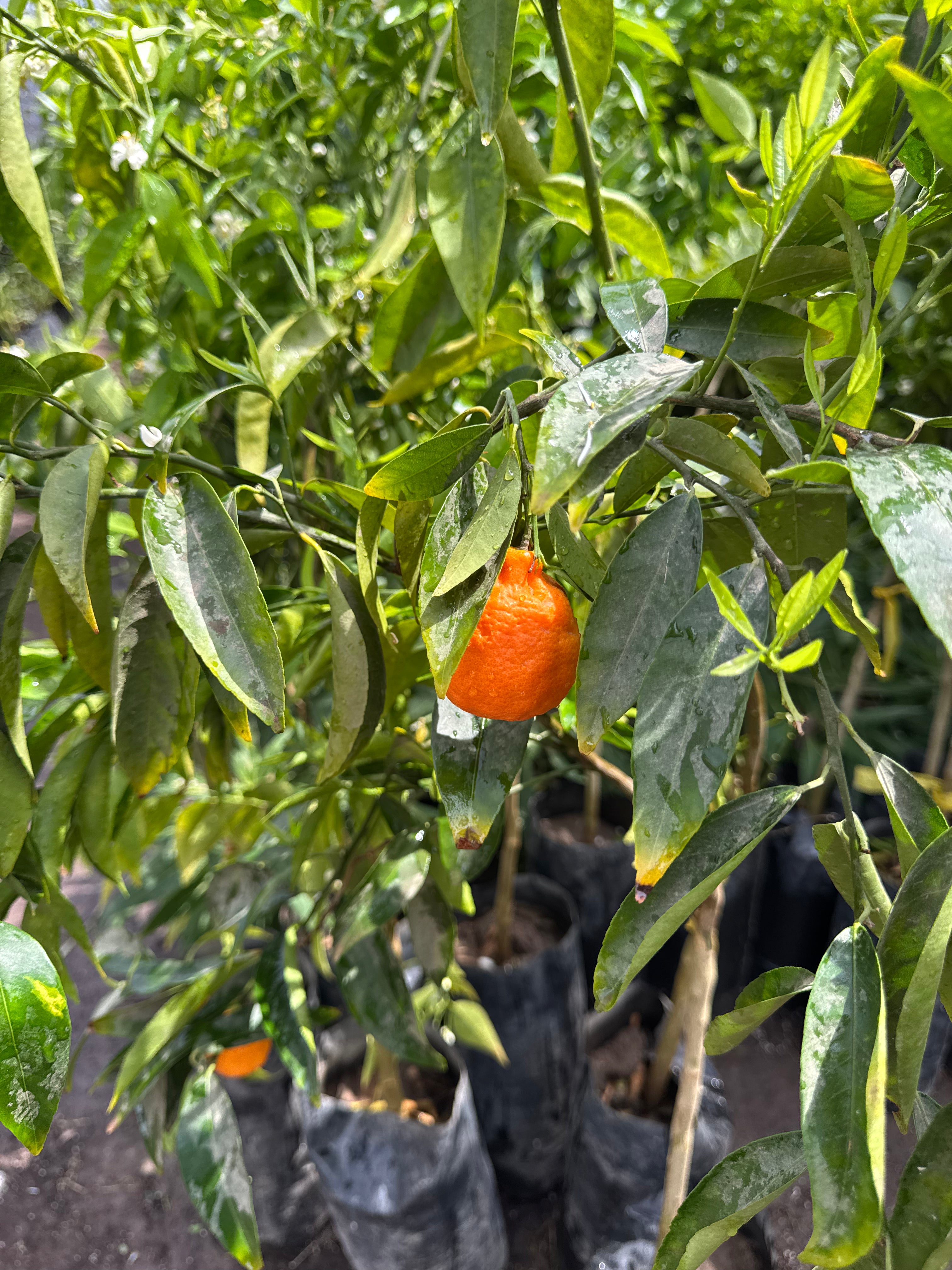 Mandarino Clementina