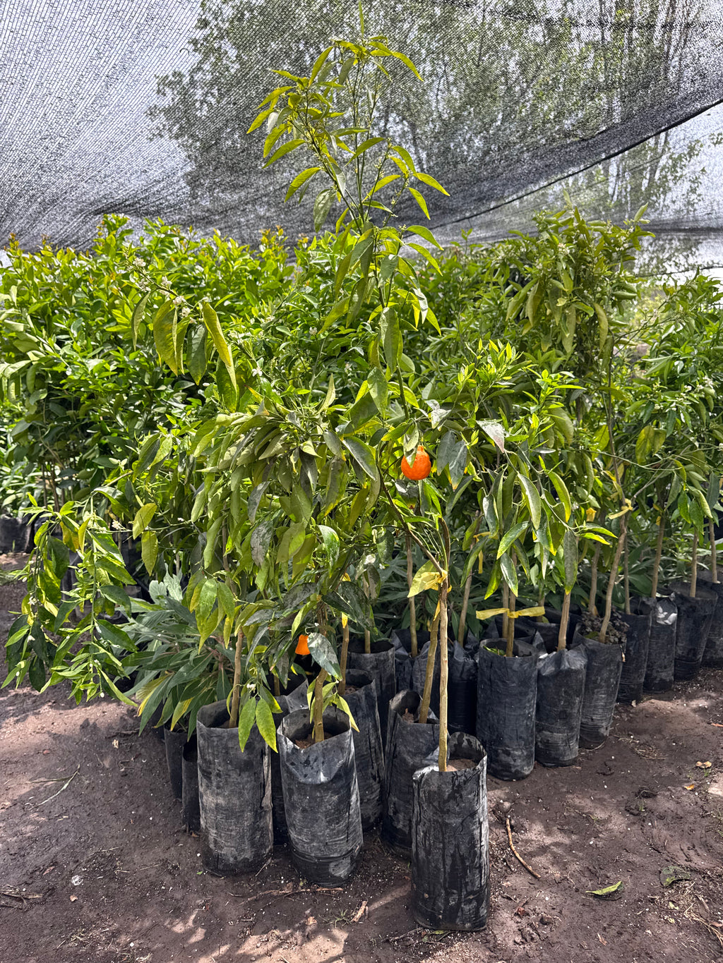 Mandarino Clementina