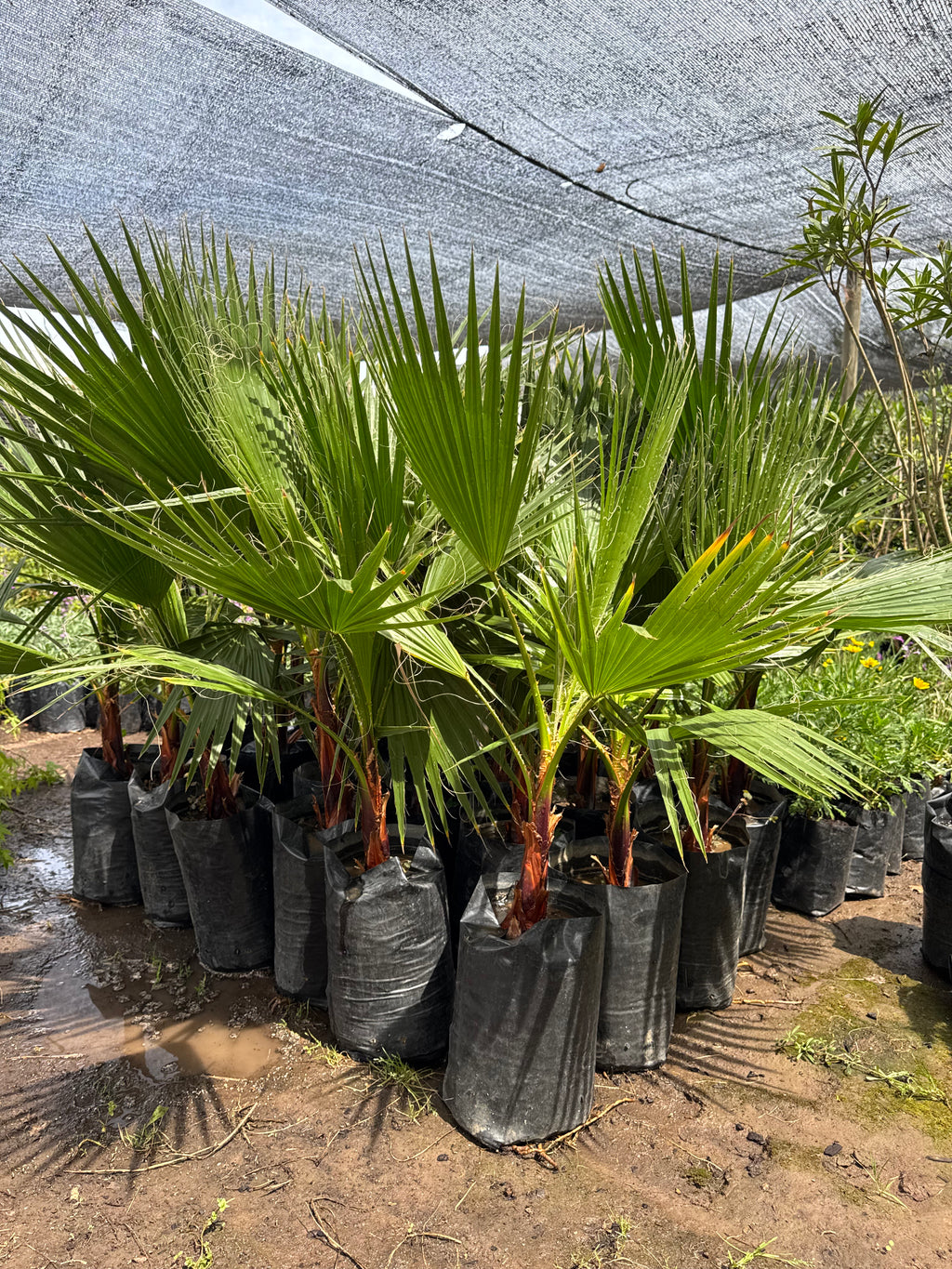 Palmera Washingtonia