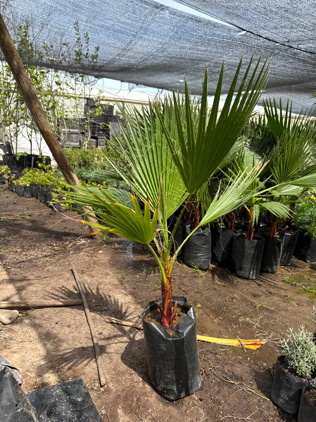 Palmera Washingtonia