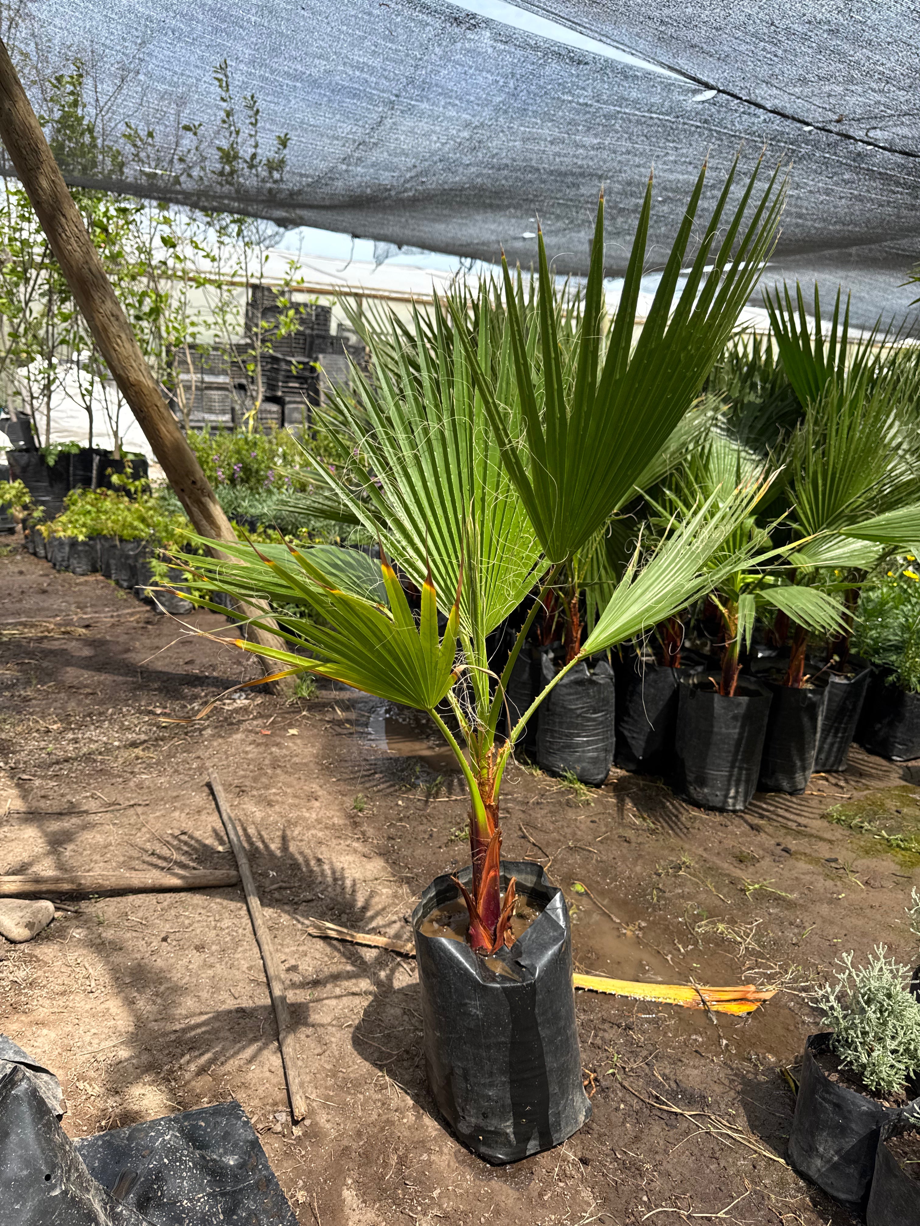 Palmera Washingtonia
