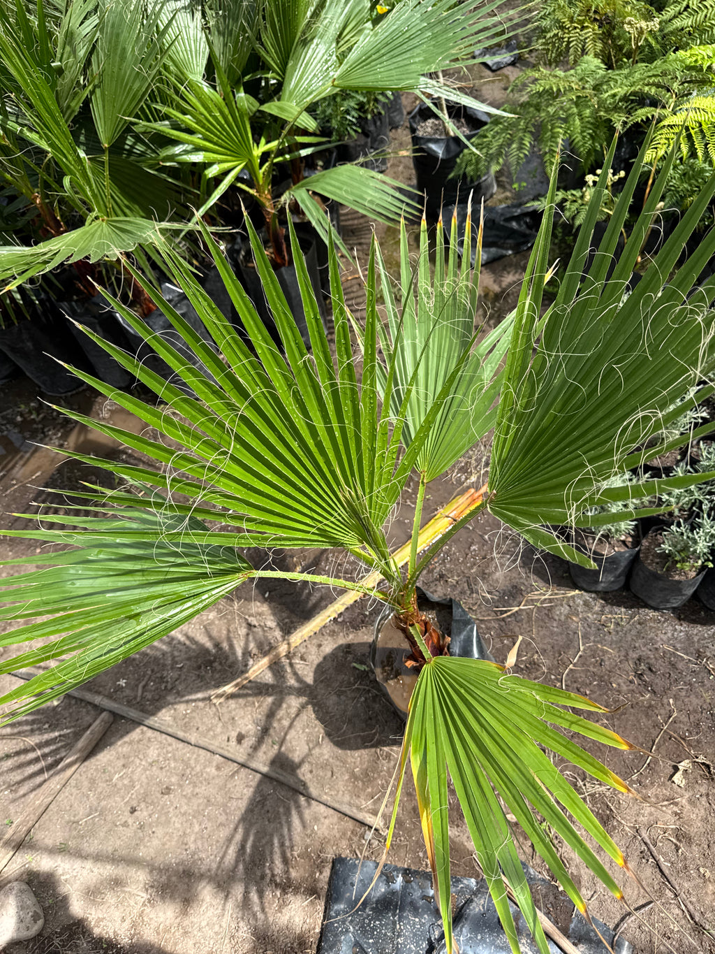 Palmera Washingtonia
