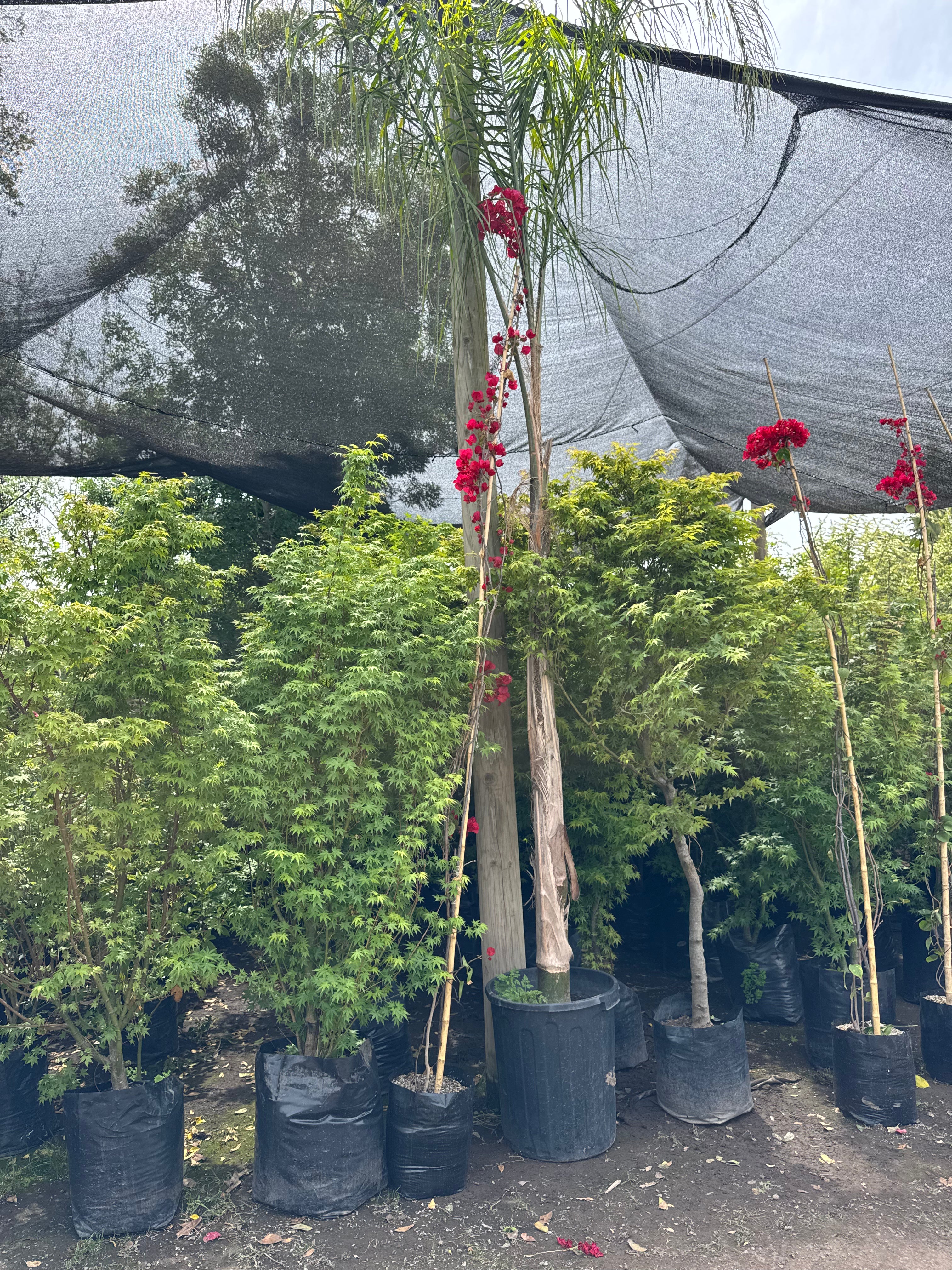 Bugambilia Enredadera