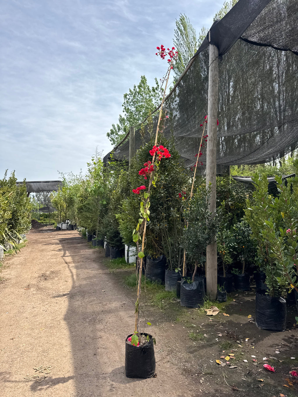 Bugambilia Enredadera