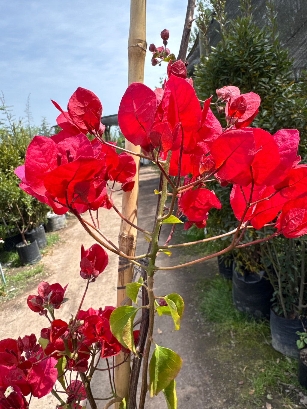 Bugambilia Enredadera