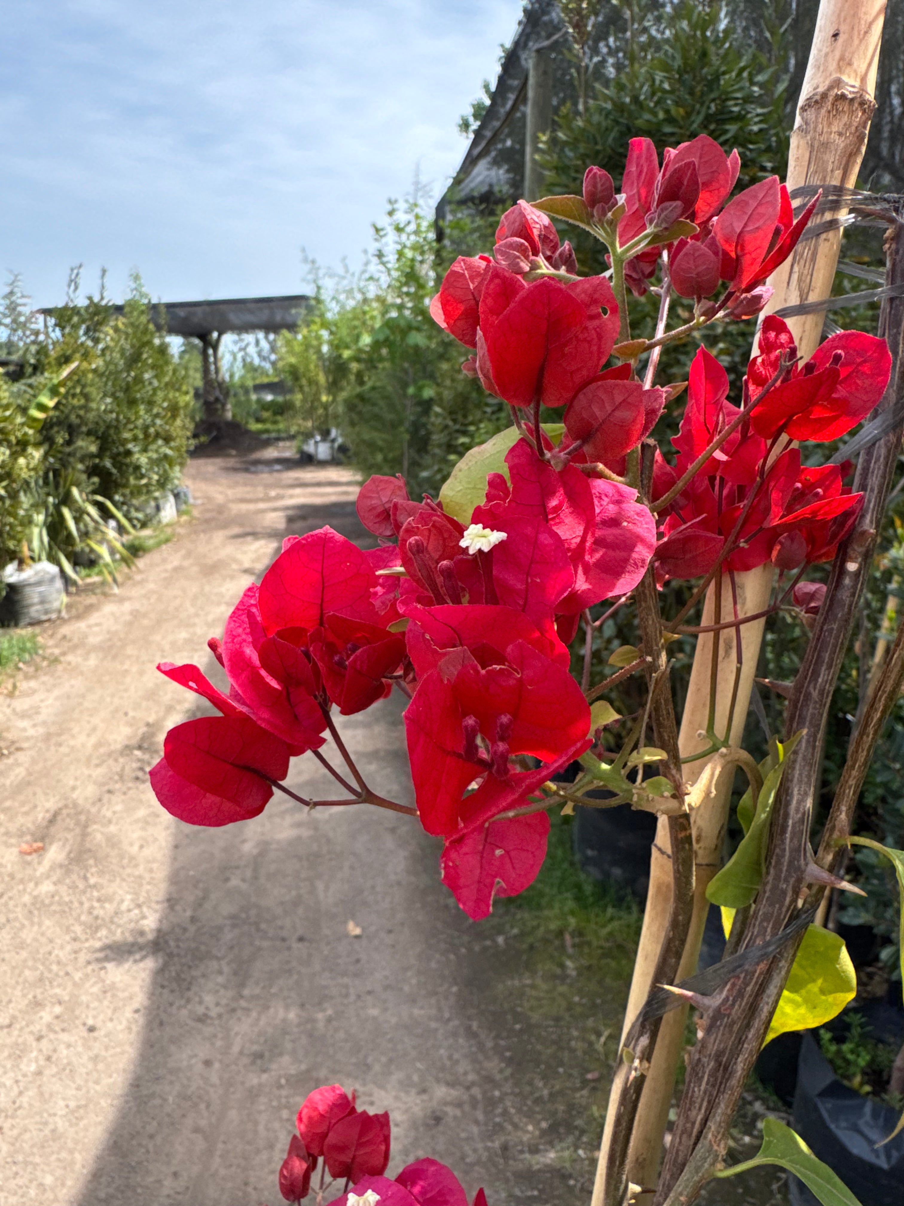 Bugambilia Enredadera