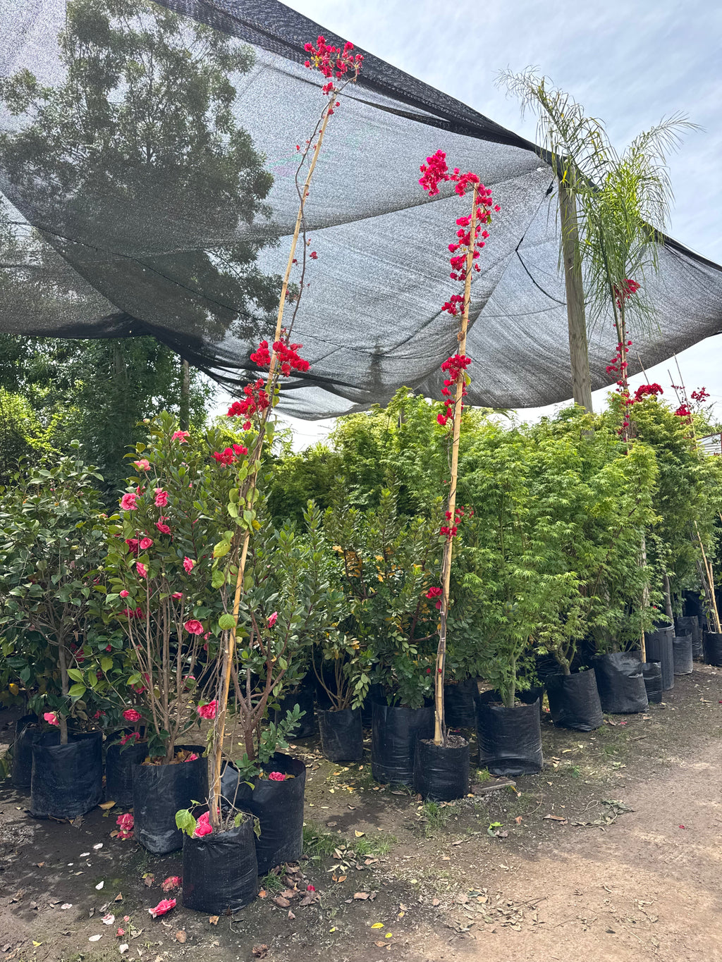 Bugambilia Enredadera