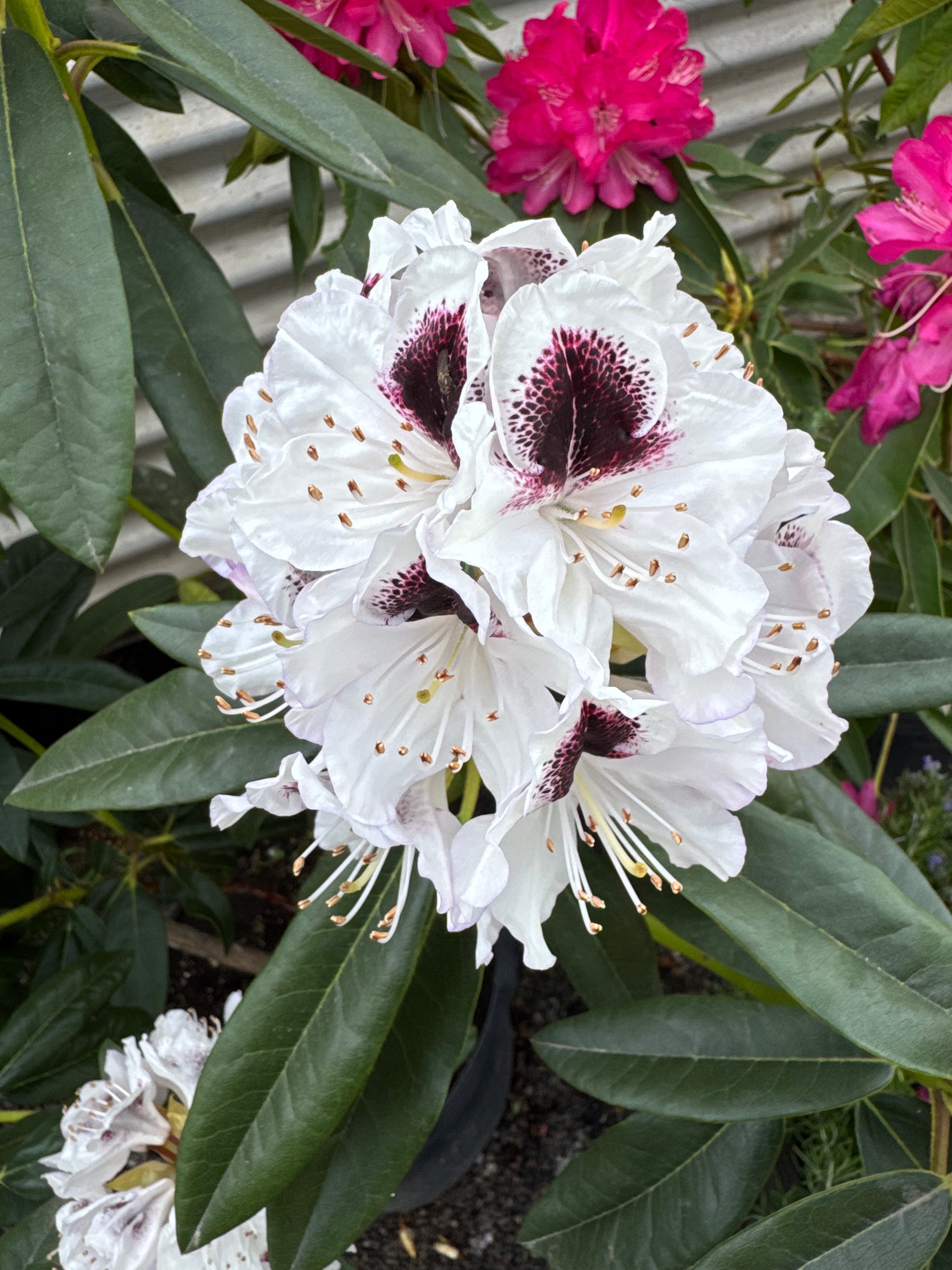 Rododendro