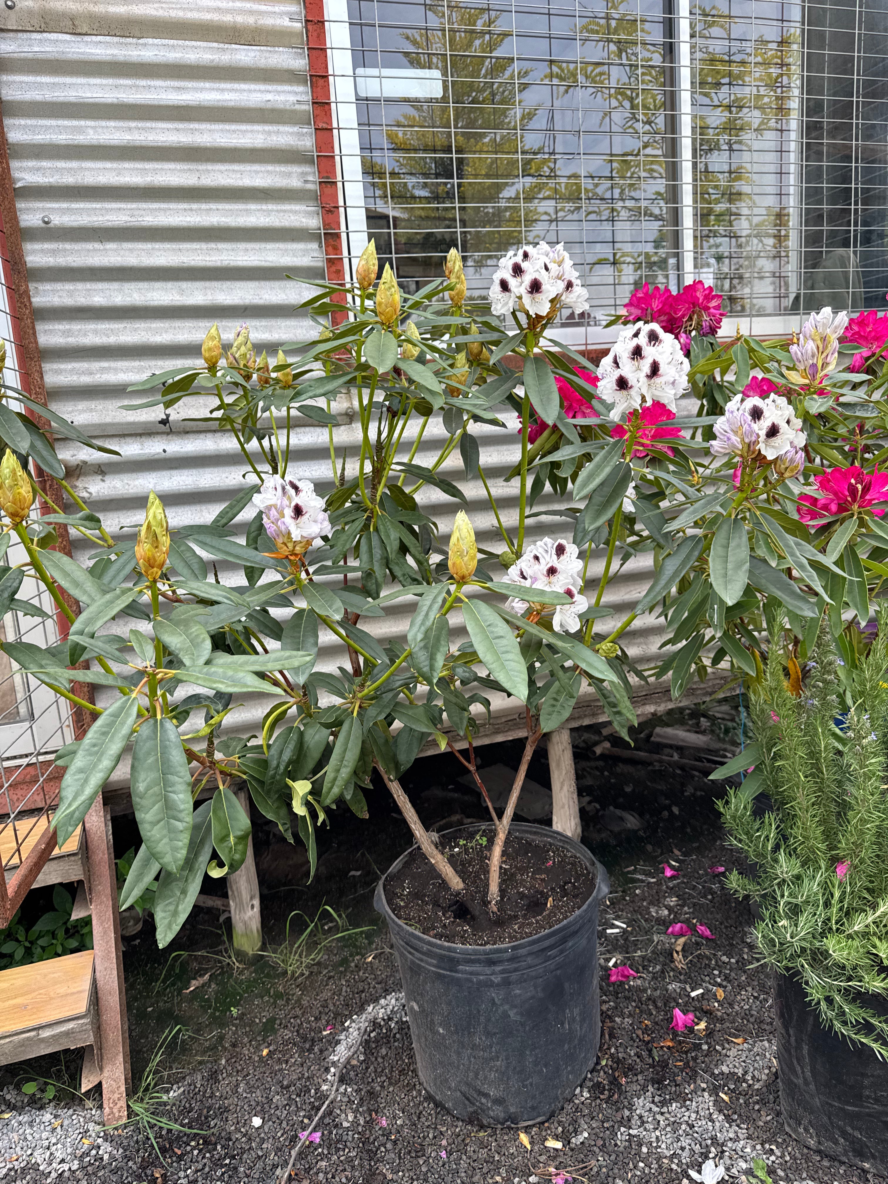 Rododendro