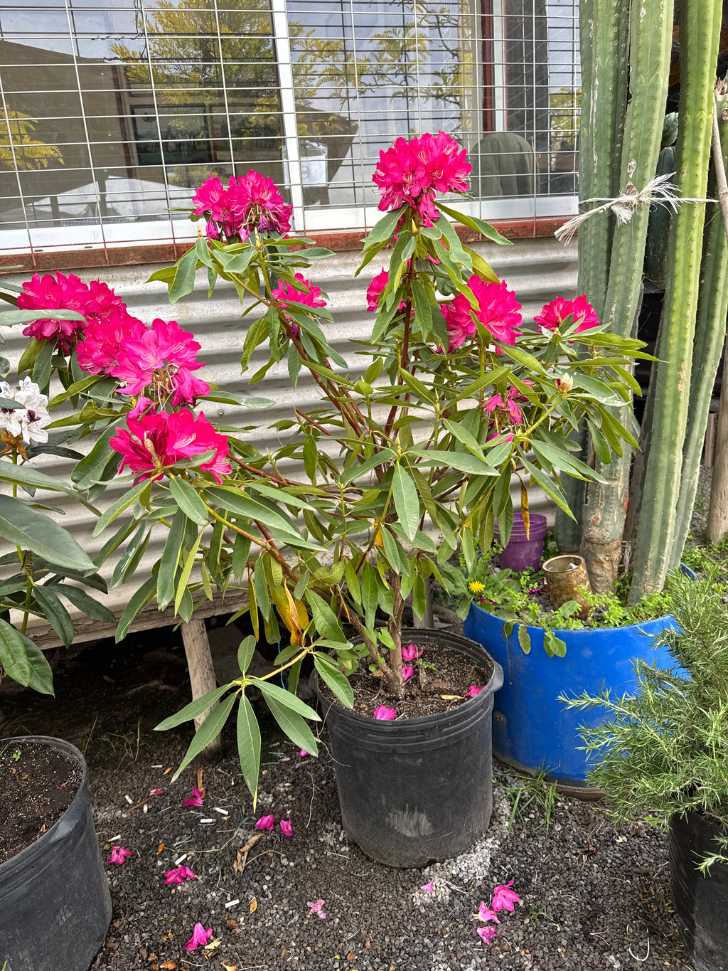 Rododendro