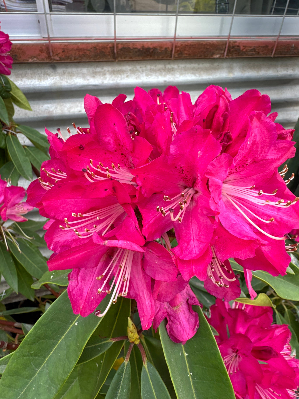 Rododendro