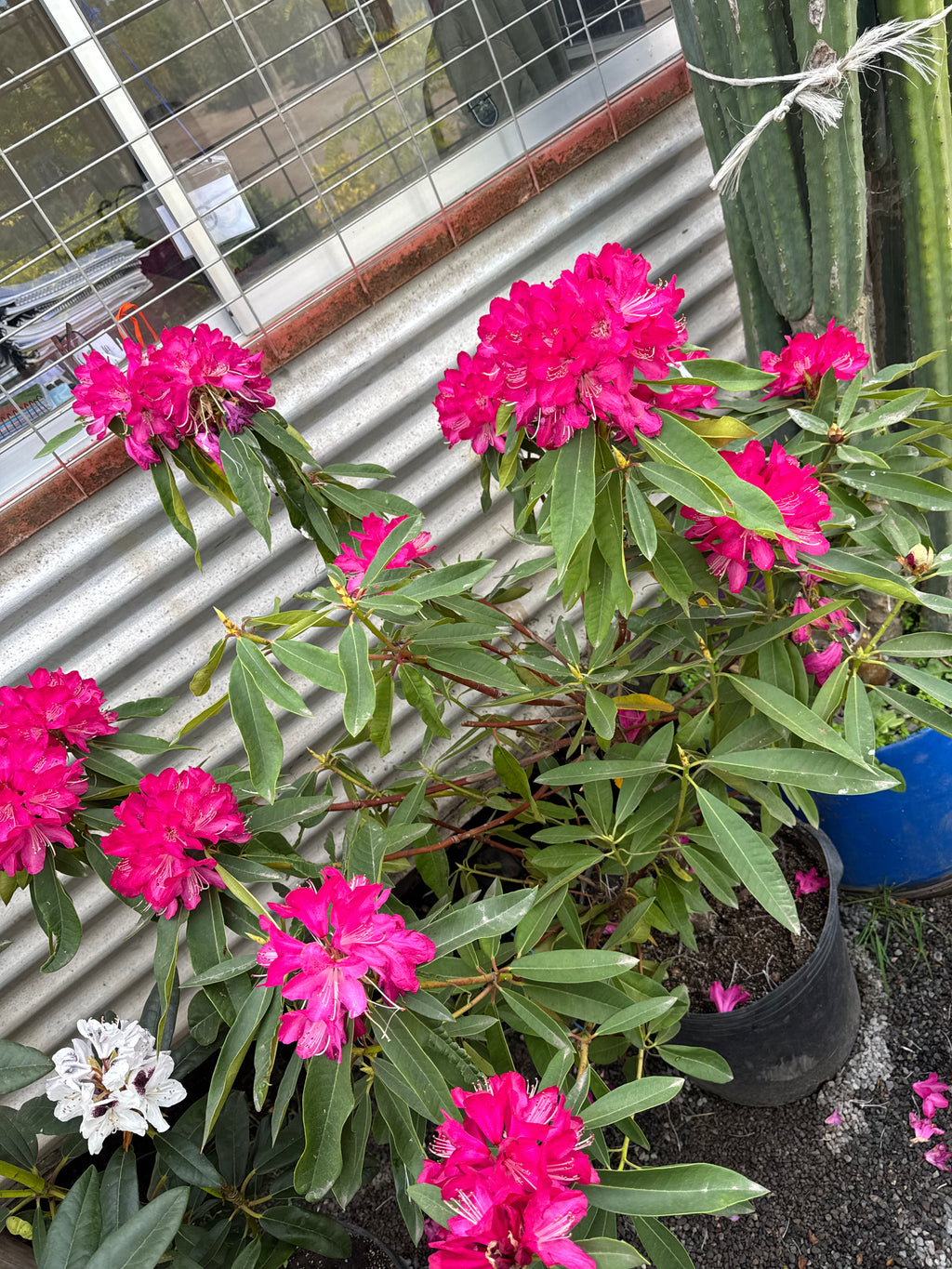Rododendro