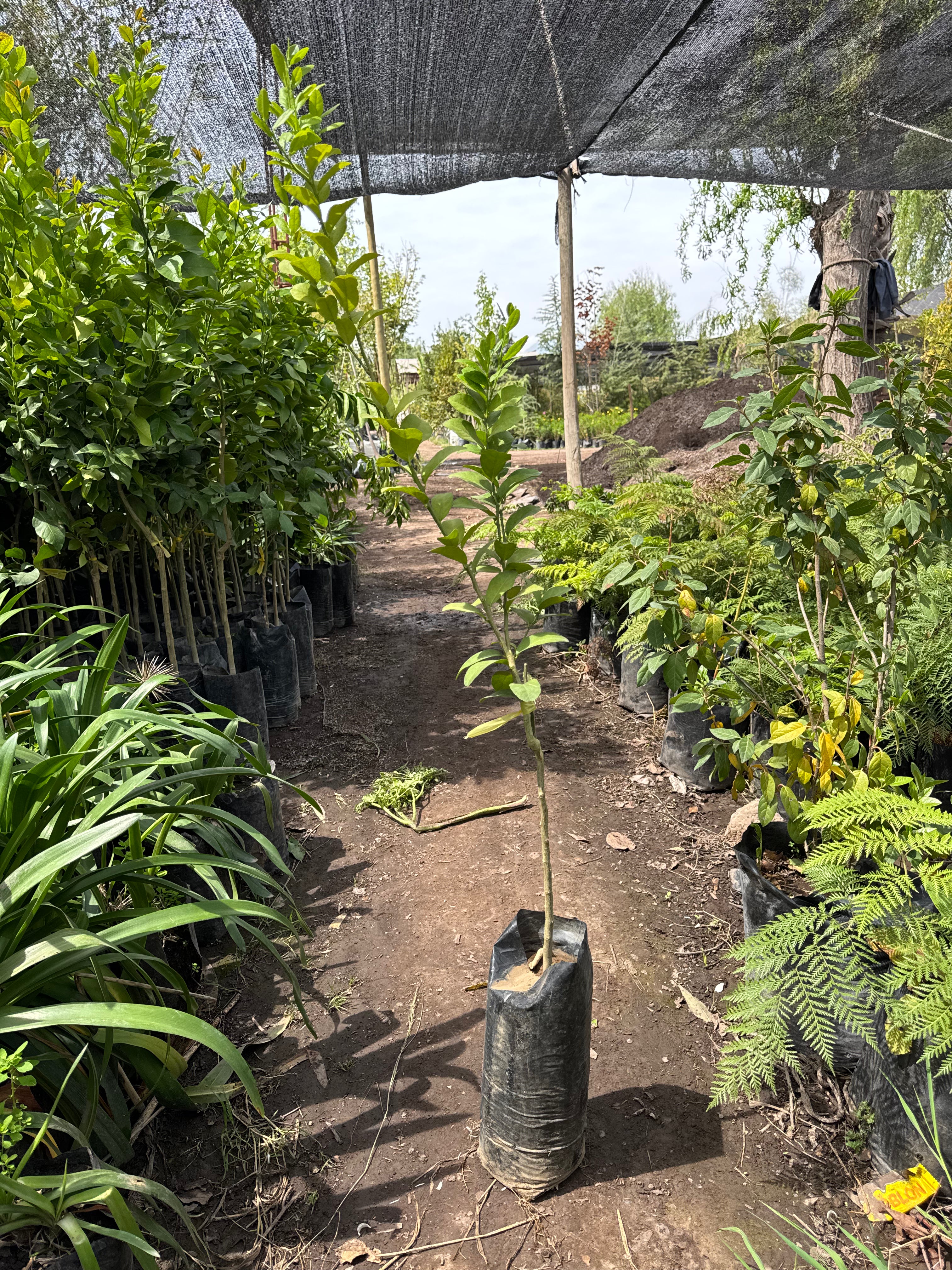 Árbol Limon de Pica