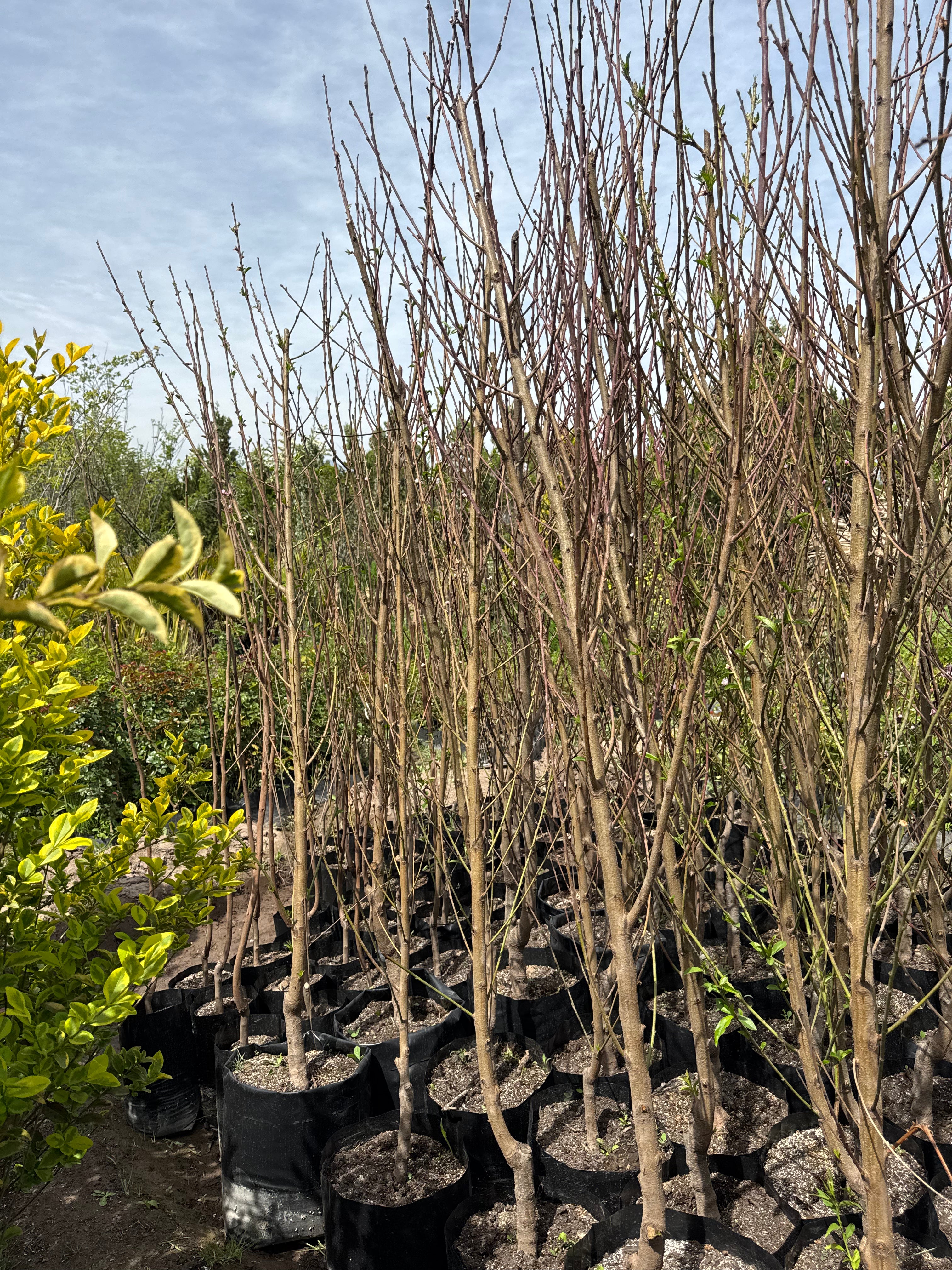 Durazno Conservero Árbol