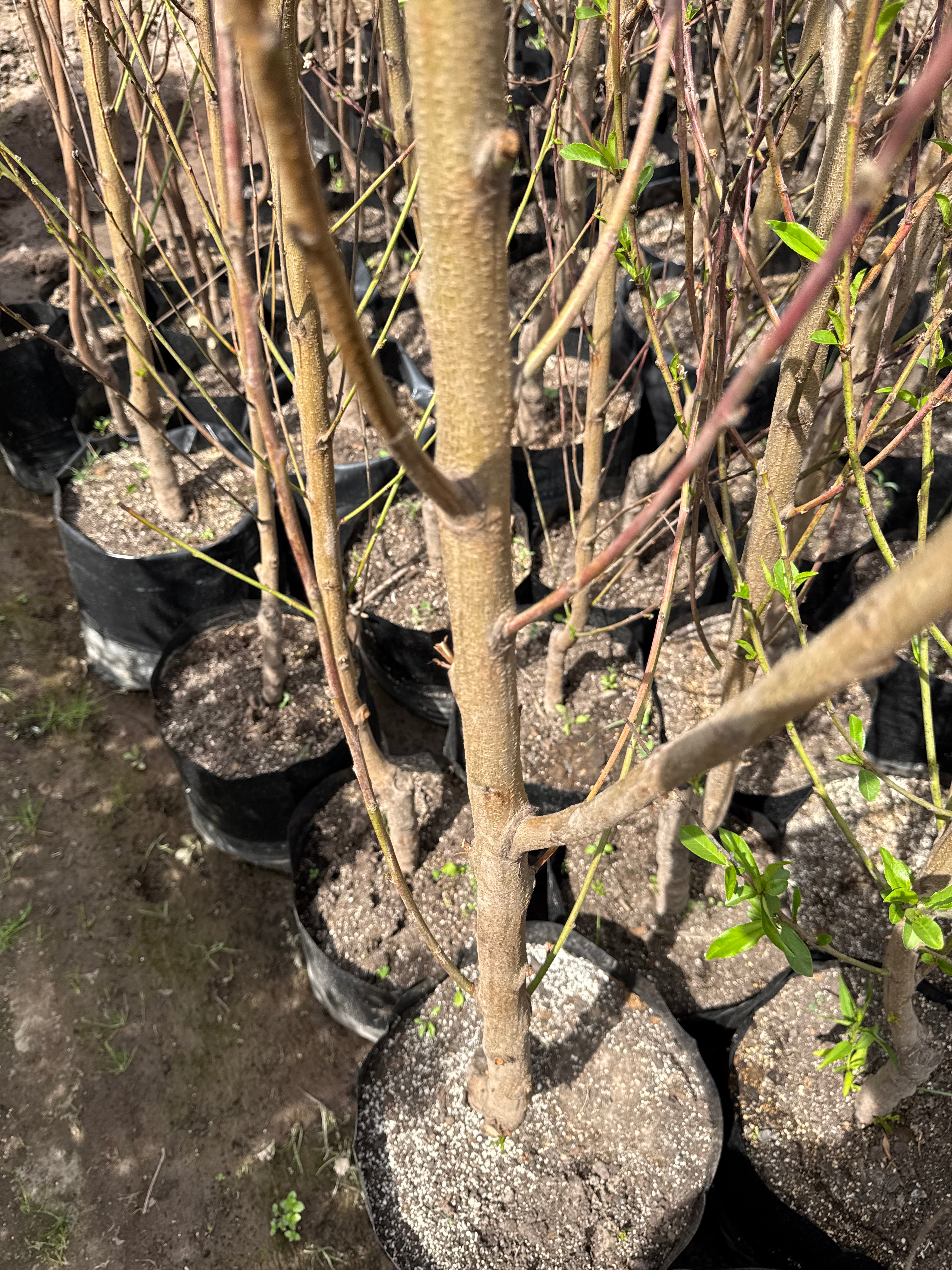 Mancaqui Arbol Frutal