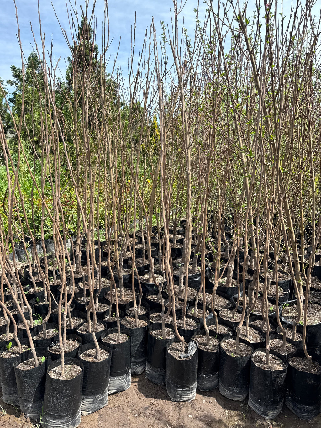 Mancaqui Arbol Frutal