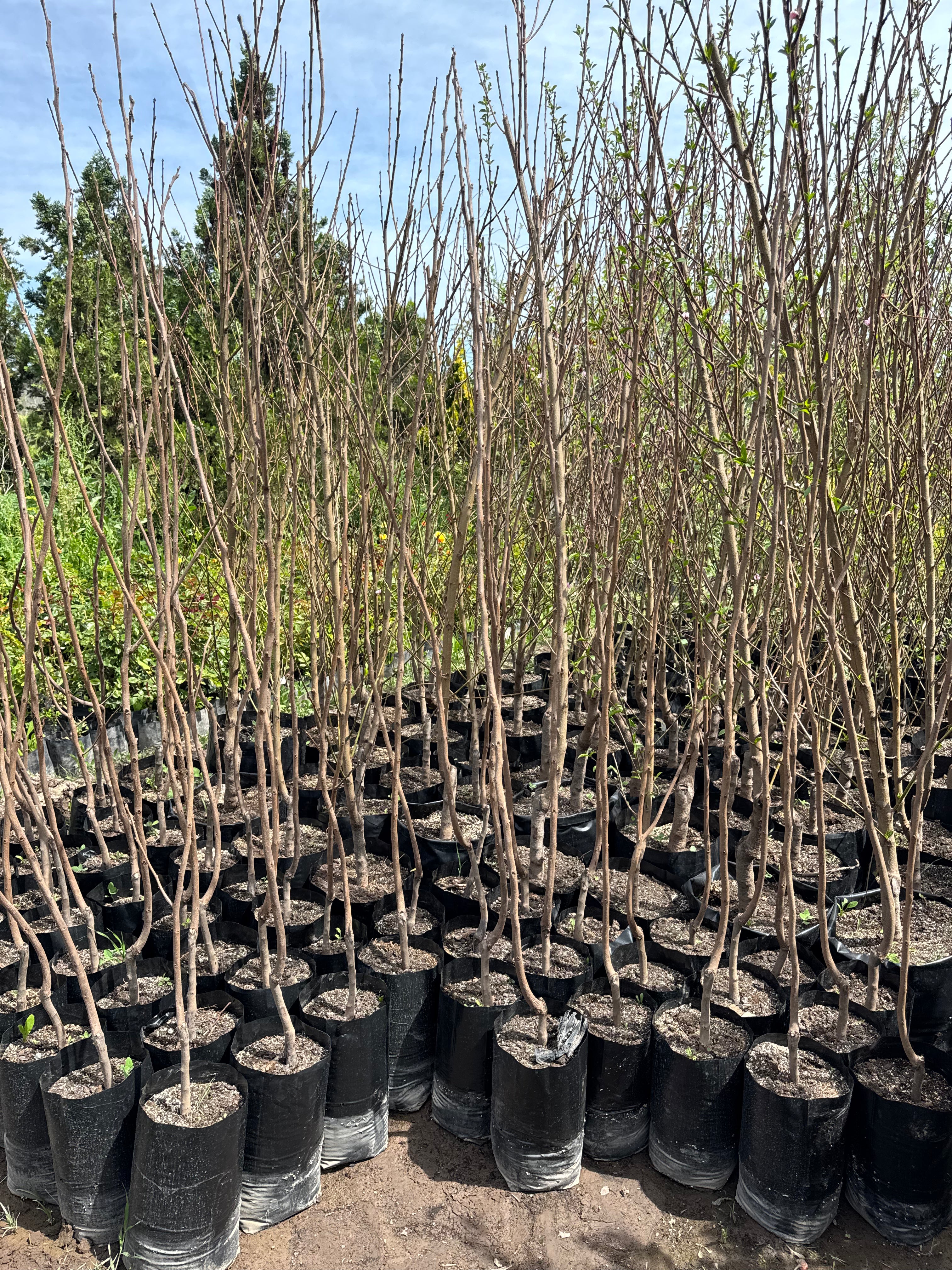 Mancaqui Arbol Frutal