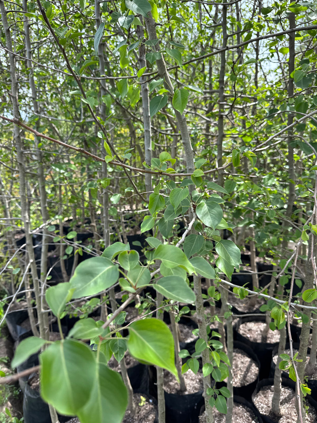 Peral De Flor (Pyrus Calleryana)