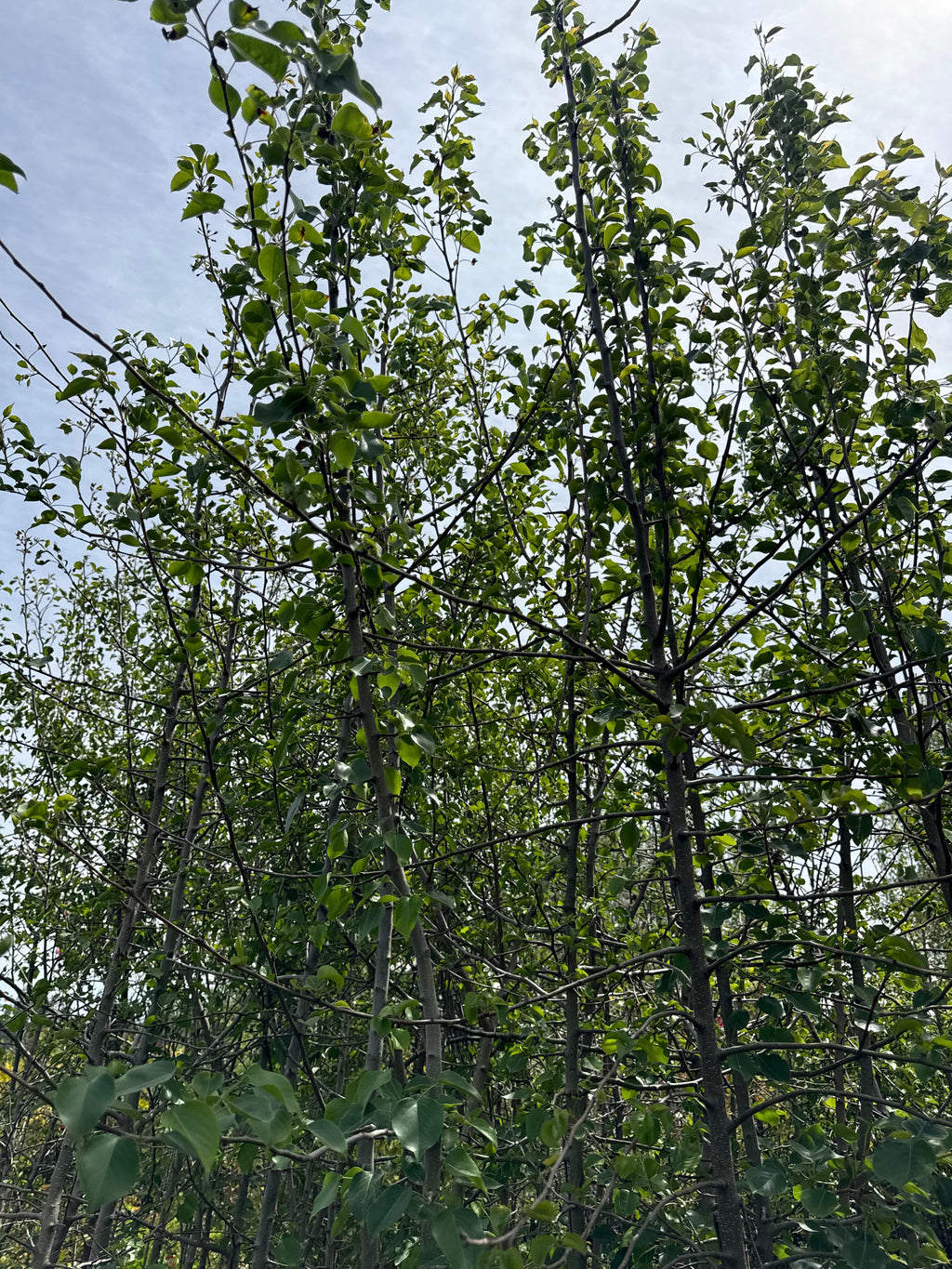 Peral De Flor (Pyrus Calleryana)