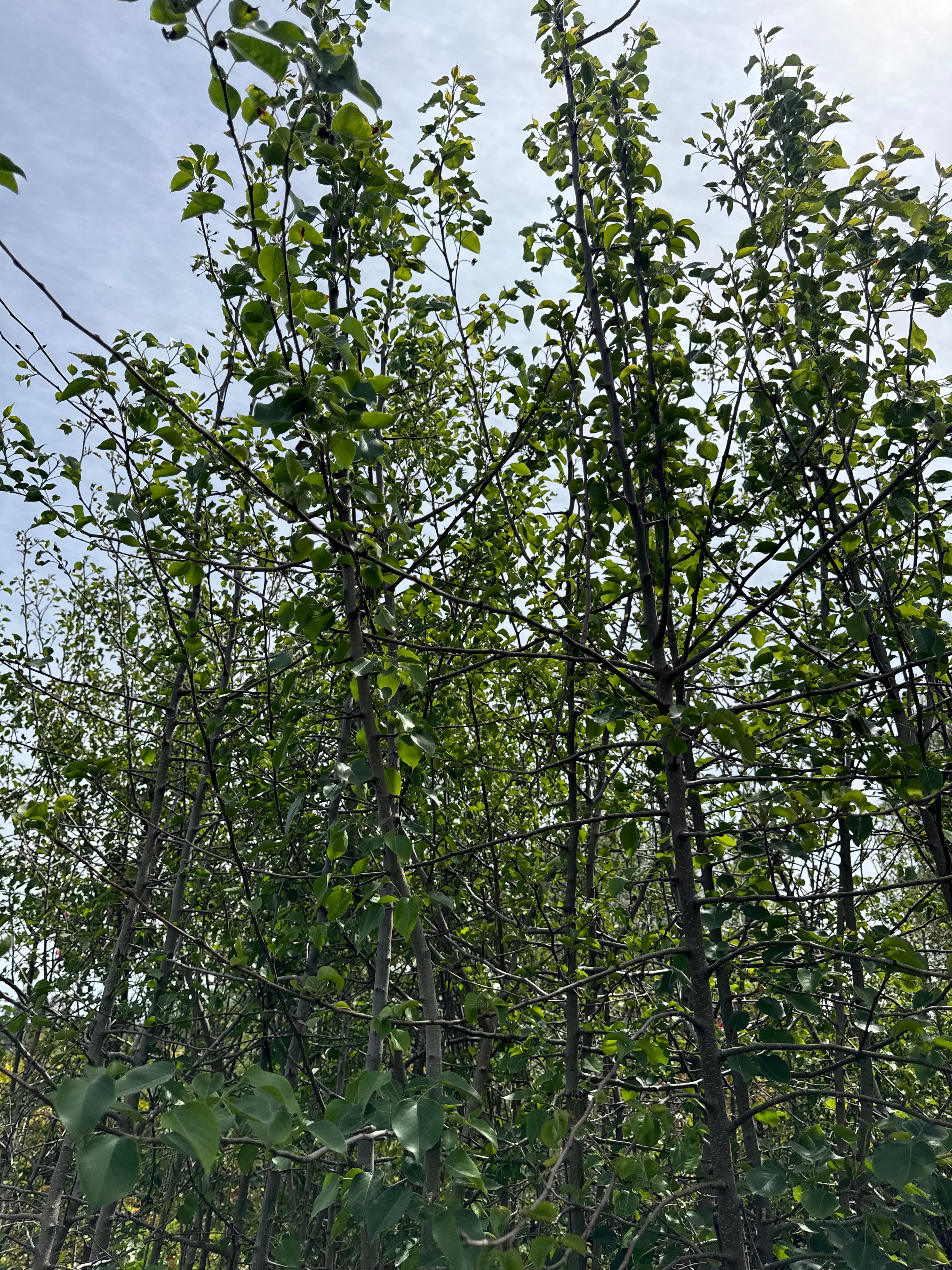Peral De Flor (Pyrus Calleryana)