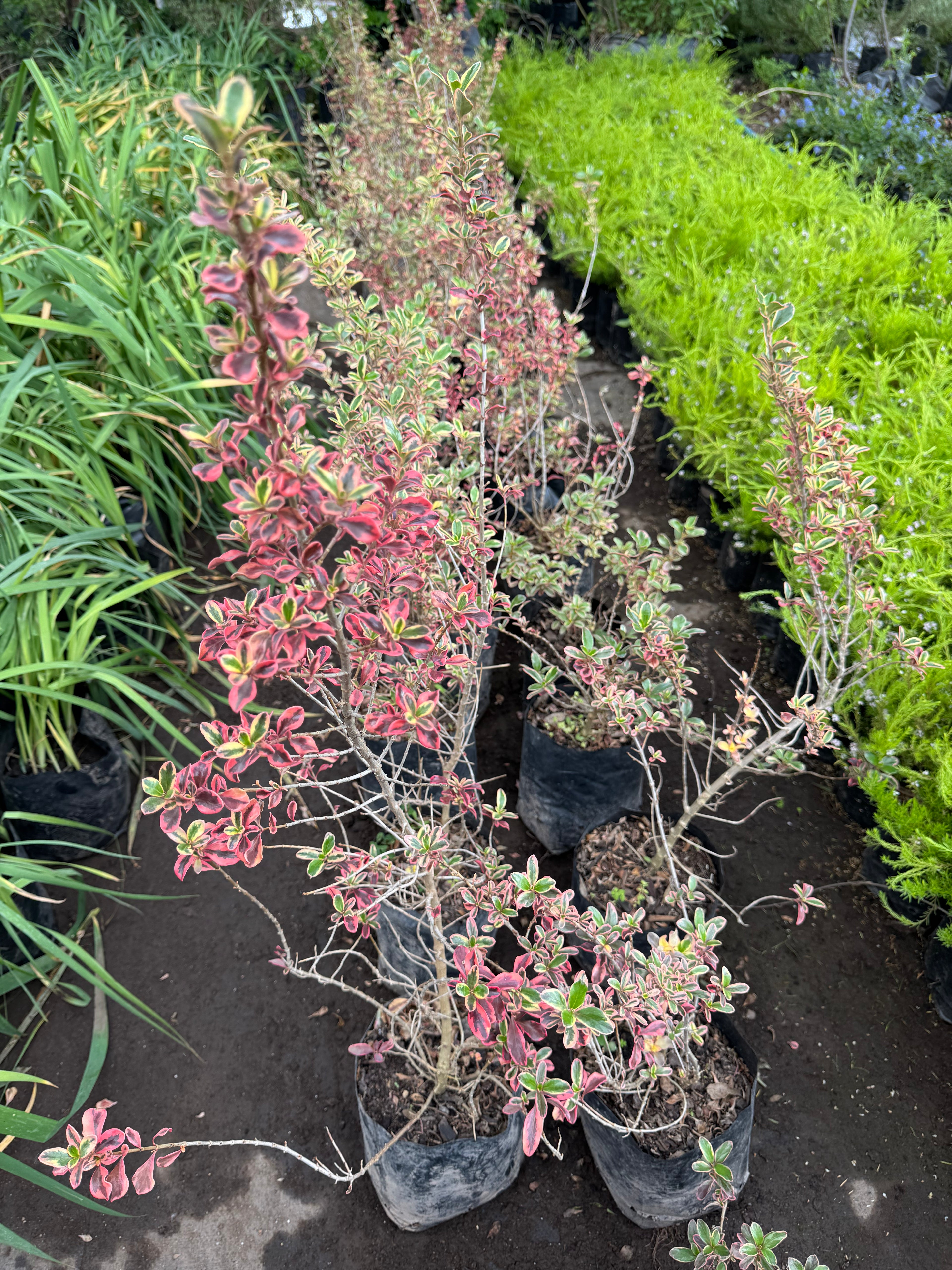 Coprosma Tequilla
