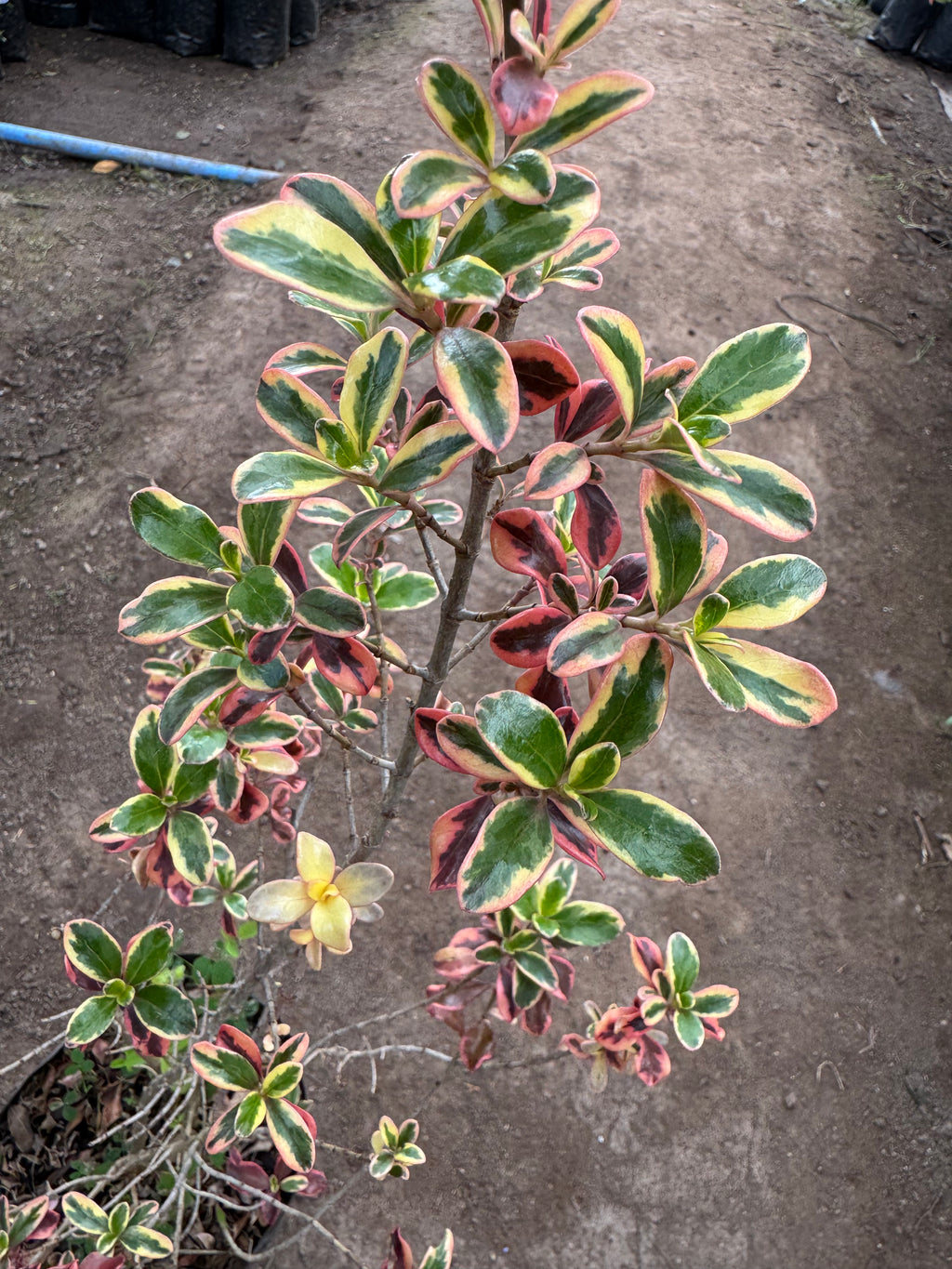 Coprosma Tequilla