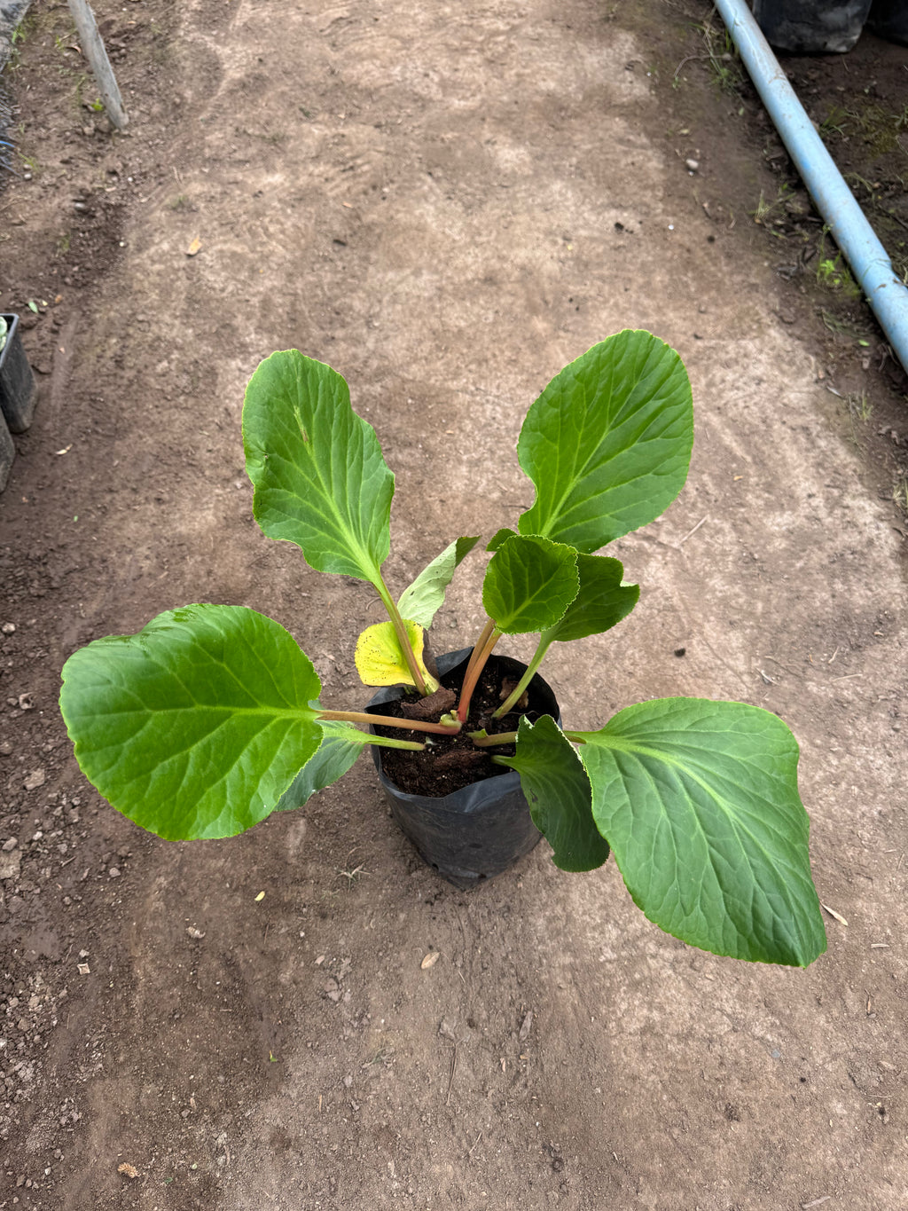 Hortensias de Invierno