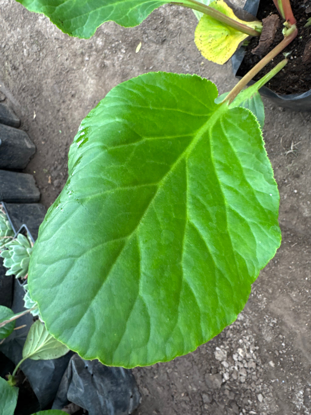 Hortensias de Invierno