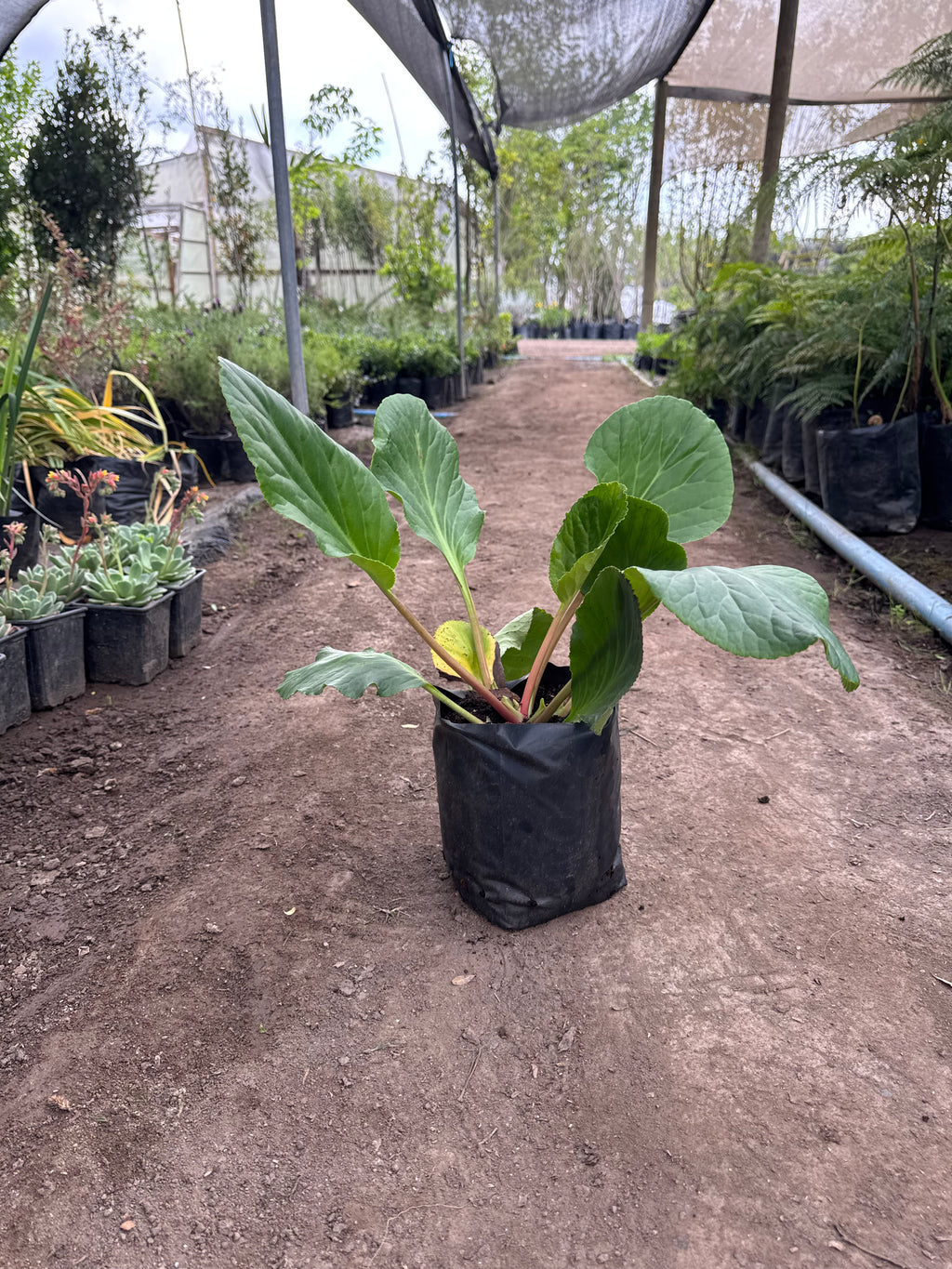 Hortensias de Invierno