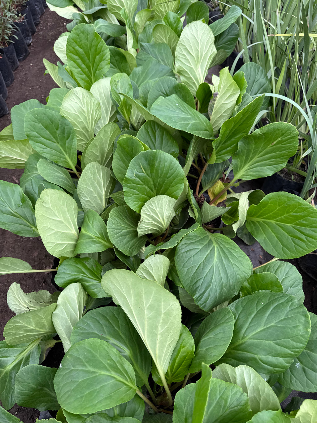 Hortensias de Invierno