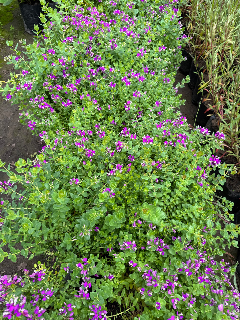 Polygala